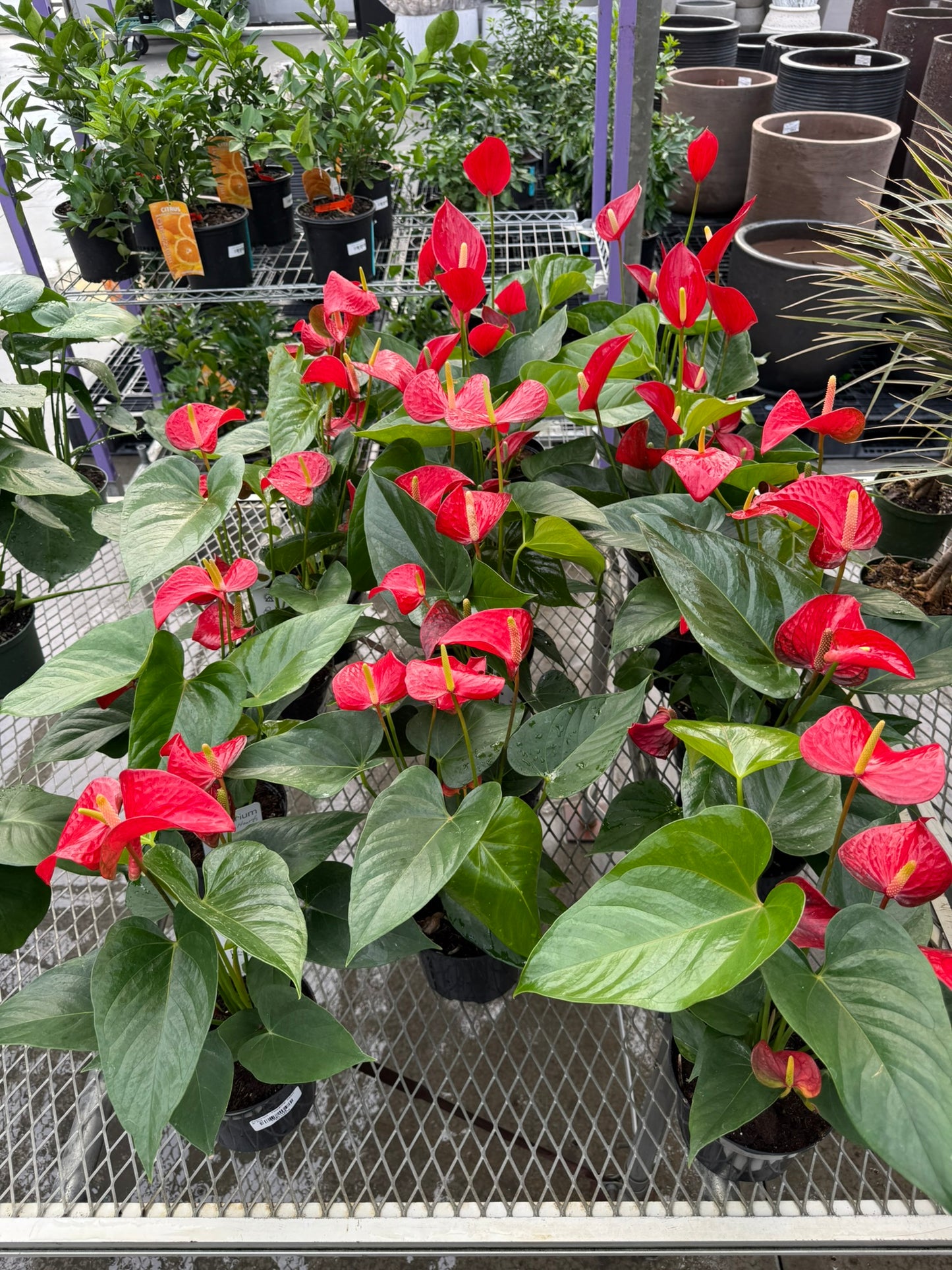 RedCrocus Tailflower, Flamingo Flower Anthurium- Bright, Evergreen Indoor Plant, Year-Round Blooms, Pet Safe (Toxic to Cats & Dogs)- Perfect for Decor & Gifts 6" Pot