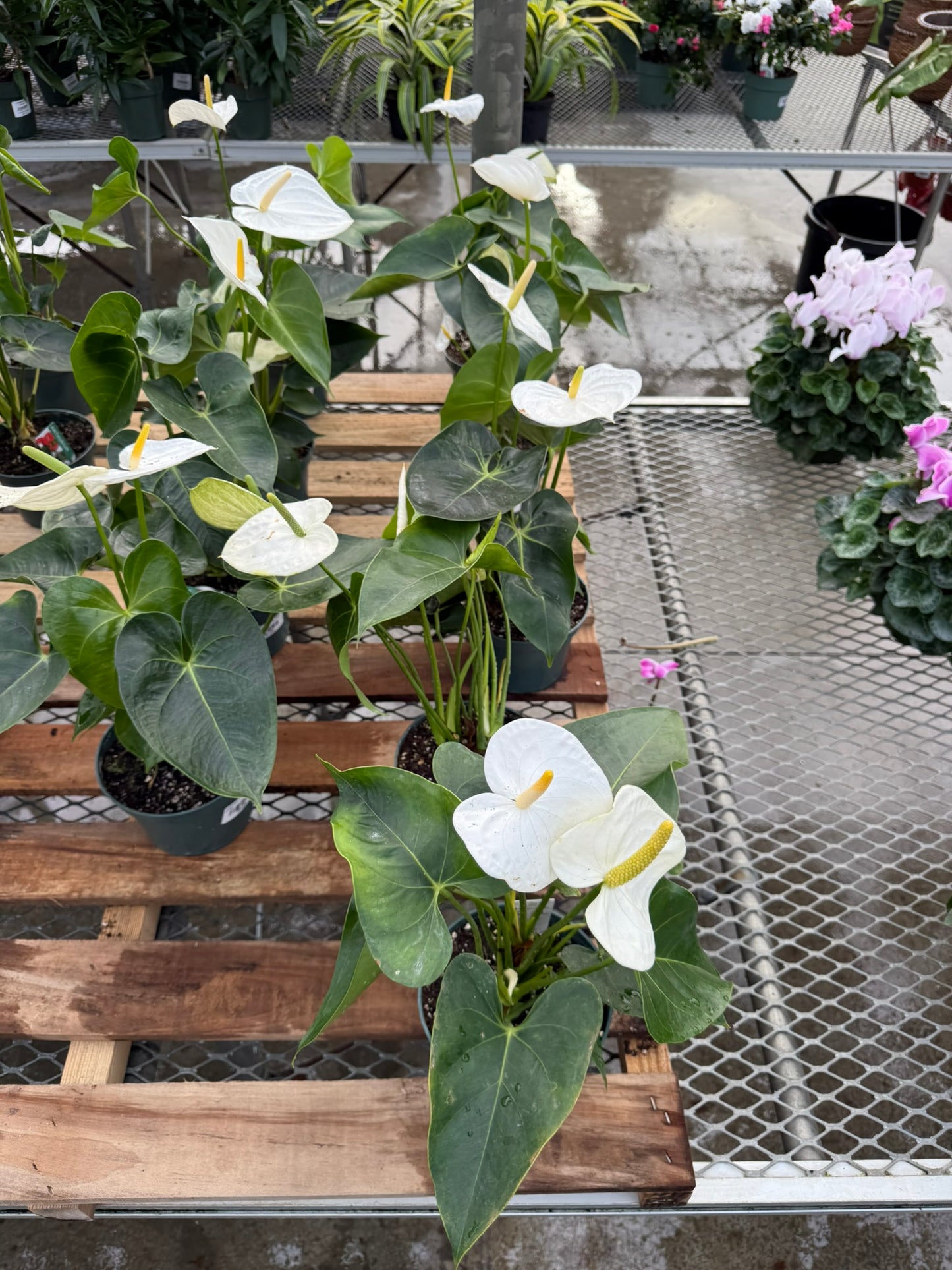 RedCrocus Tailflower, Flamingo Flower Anthurium- Bright, Evergreen Indoor Plant, Year-Round Blooms, Pet Safe (Toxic to Cats & Dogs)- Perfect for Decor & Gifts 6" Pot