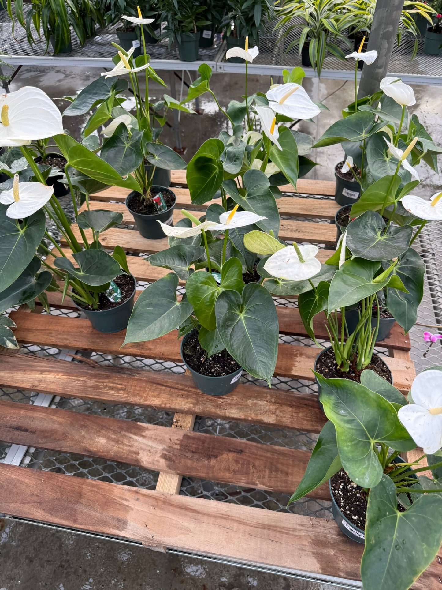 RedCrocus Tailflower, Flamingo Flower Anthurium- Bright, Evergreen Indoor Plant, Year-Round Blooms, Pet Safe (Toxic to Cats & Dogs)- Perfect for Decor & Gifts 6" Pot