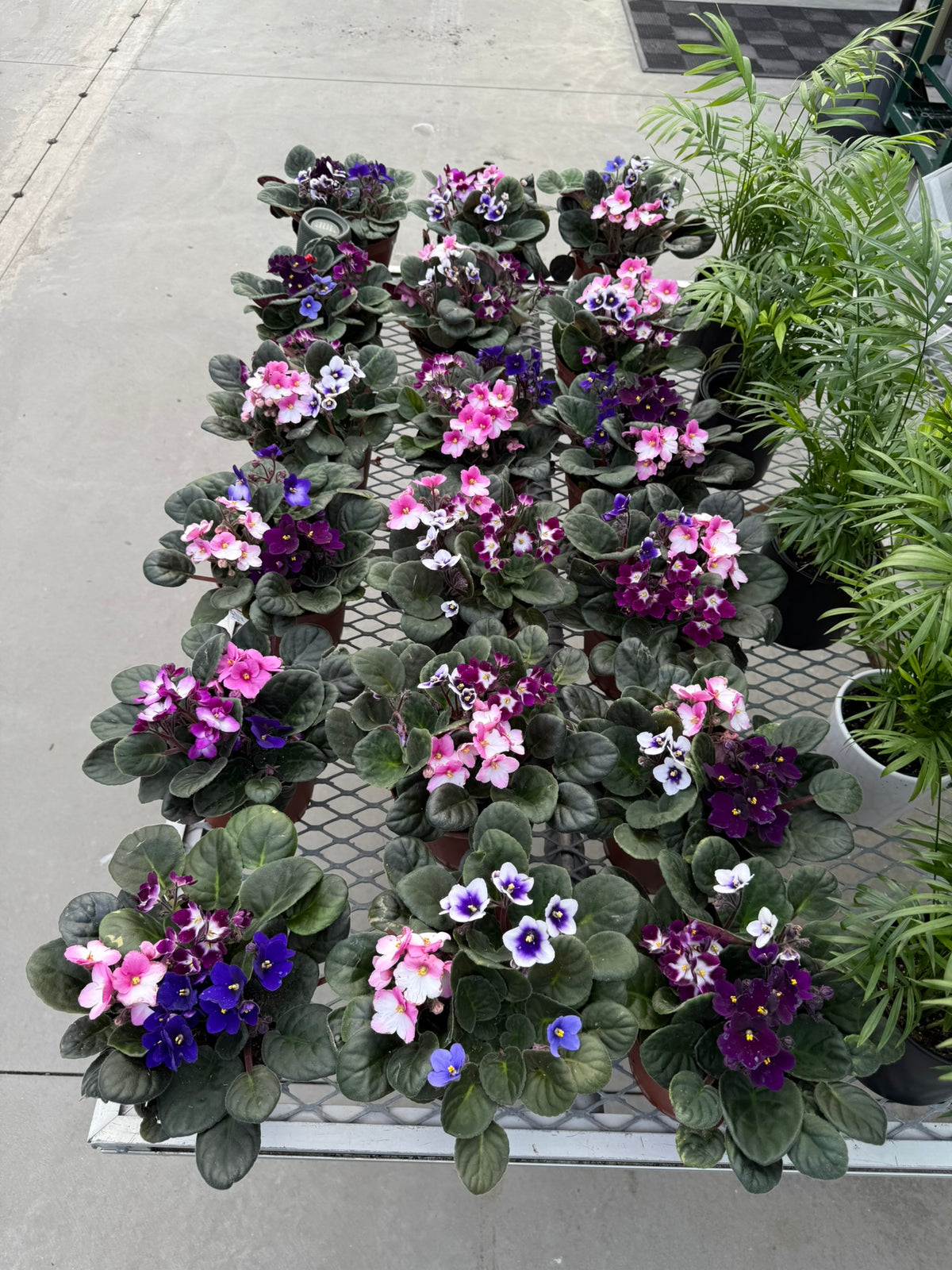 RedCrocus African Violet Saintpaulia Ionantha- Indoor Plant, Decorative Blooms, Pet Safe, Container Friendly, Gift Idea 6" Pot (Pack of 2)