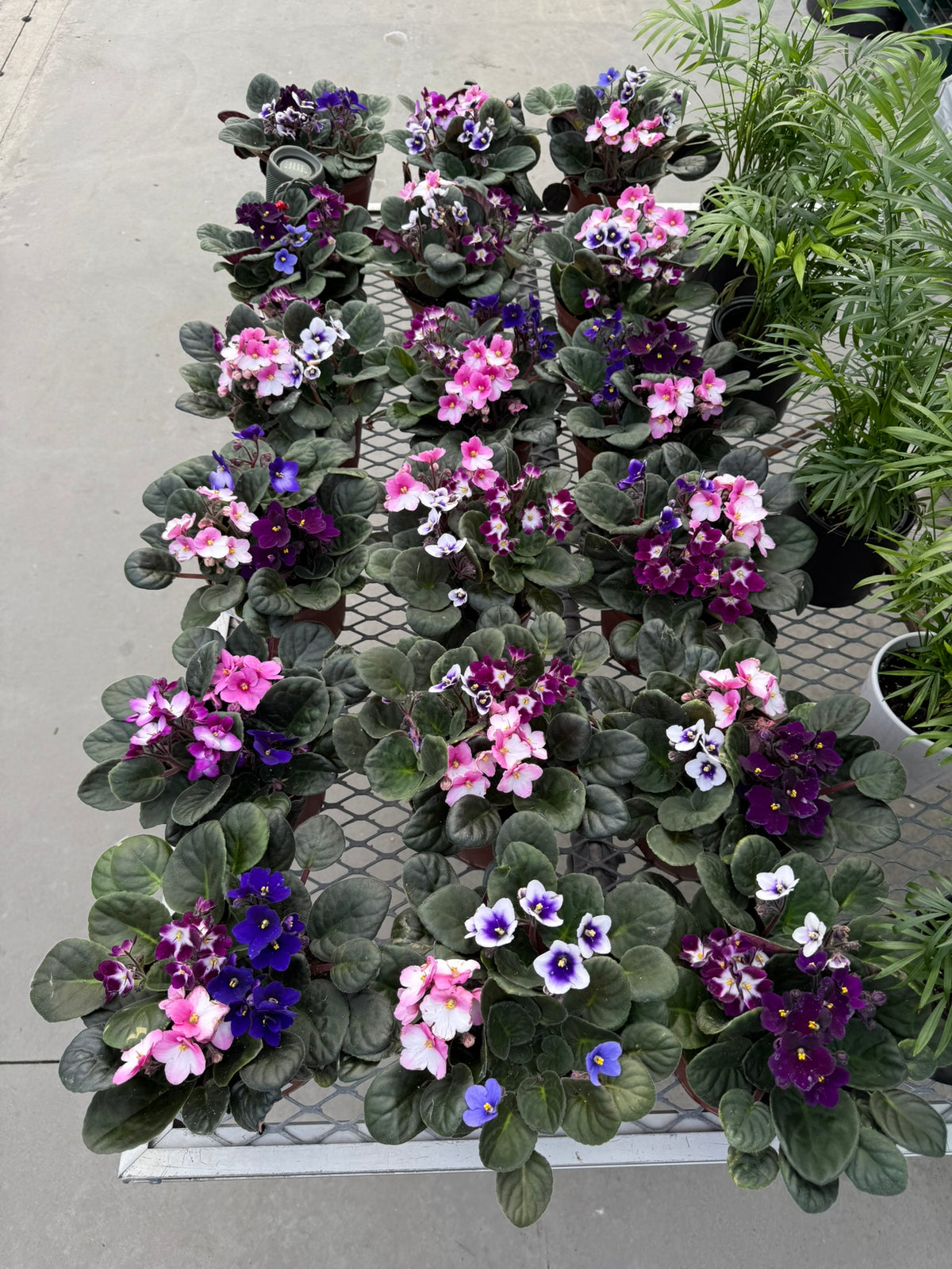 RedCrocus African Violet Saintpaulia Ionantha- Indoor Plant, Decorative Blooms, Pet Safe, Container Friendly, Gift Idea 6" Pot (Pack of 2)