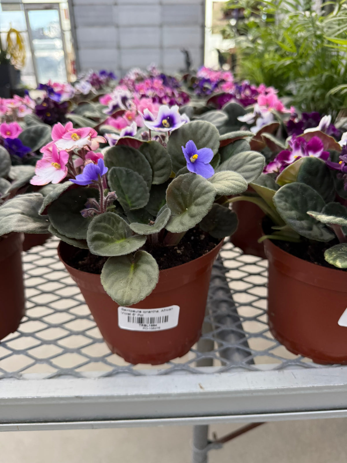 RedCrocus African Violet Saintpaulia Ionantha- Indoor Plant, Decorative Blooms, Pet Safe, Container Friendly, Gift Idea 6" Pot (Pack of 2)