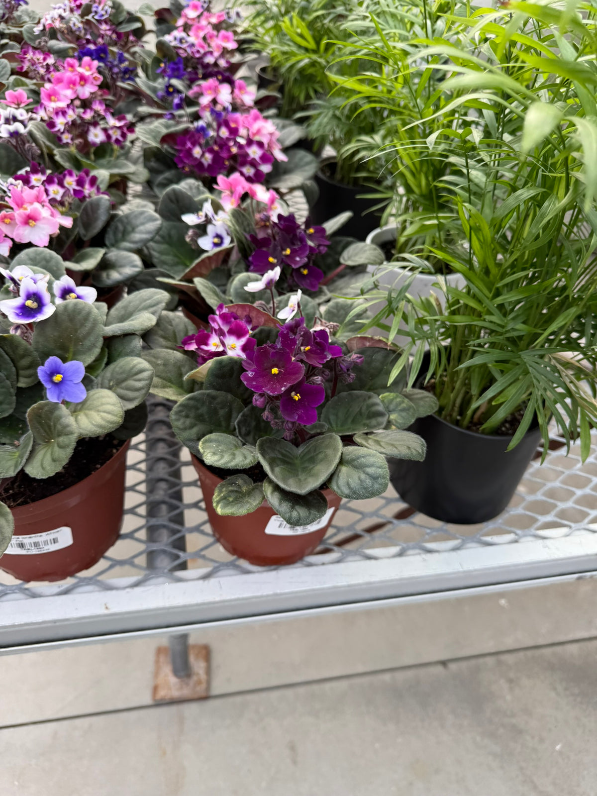 RedCrocus African Violet Saintpaulia Ionantha- Indoor Plant, Decorative Blooms, Pet Safe, Container Friendly, Gift Idea 6" Pot (Pack of 2)