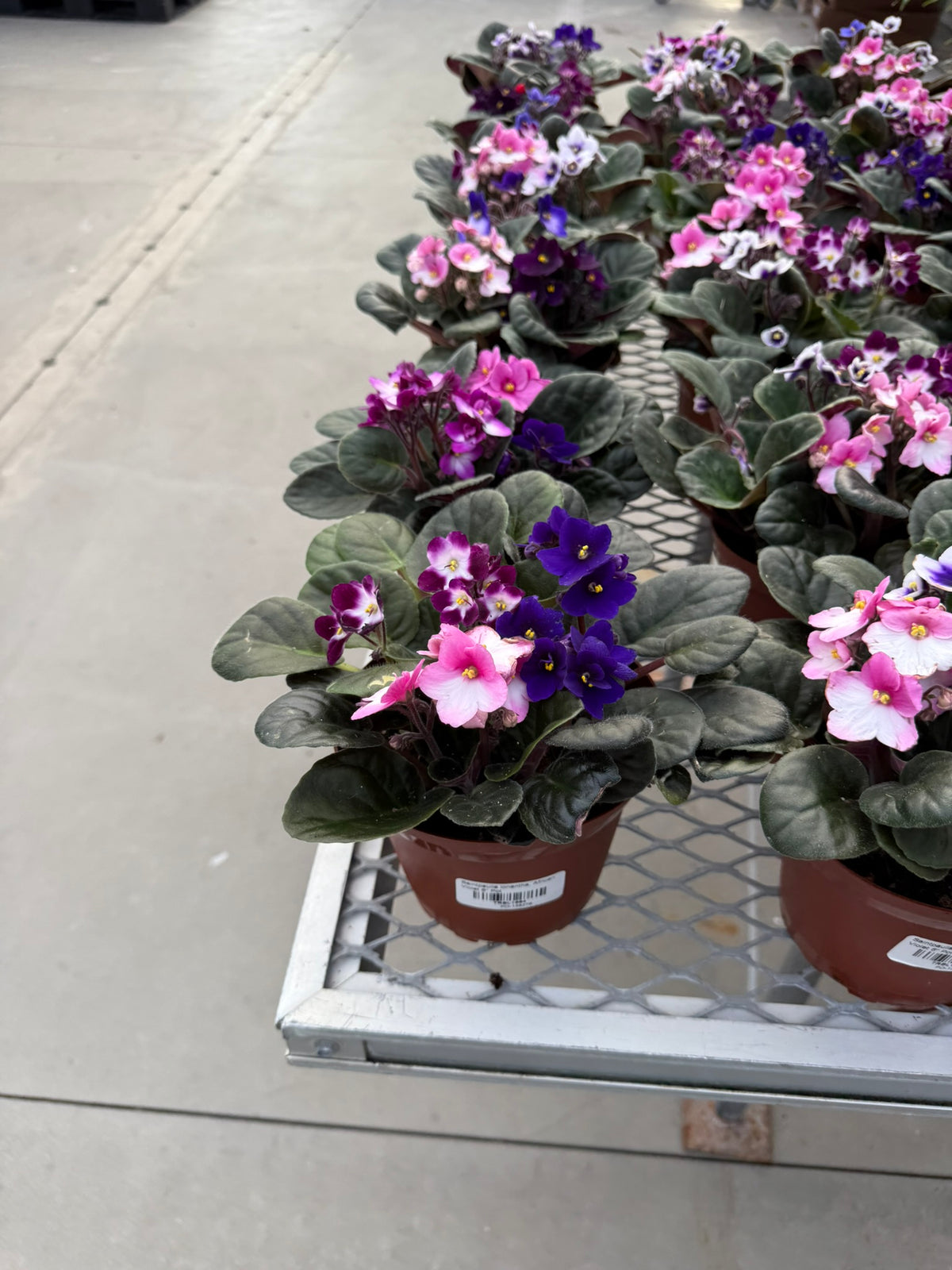 RedCrocus African Violet Saintpaulia Ionantha- Indoor Plant, Decorative Blooms, Pet Safe, Container Friendly, Gift Idea 6" Pot (Pack of 2)