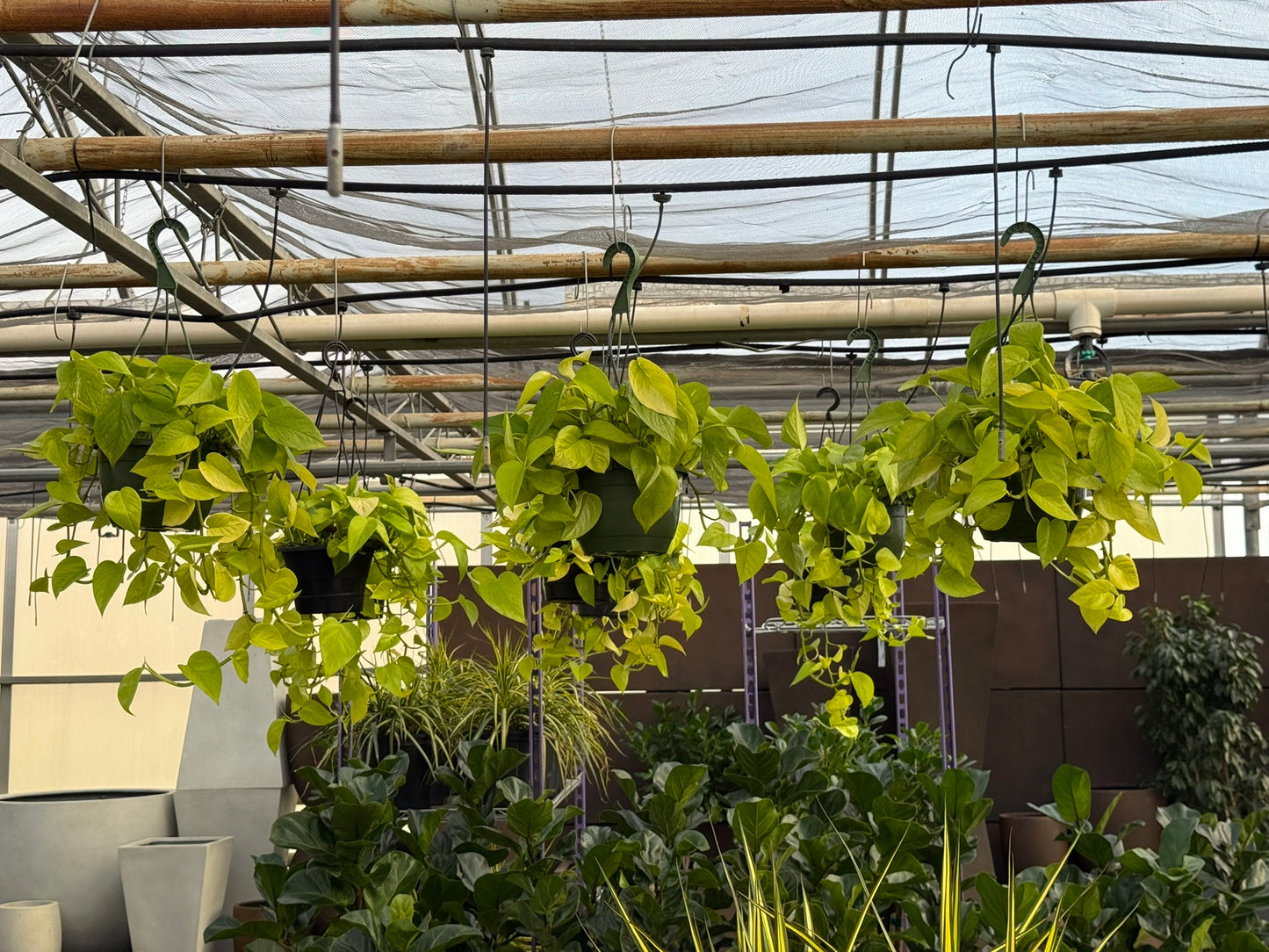 Tropicals Hanging Basket Bundle