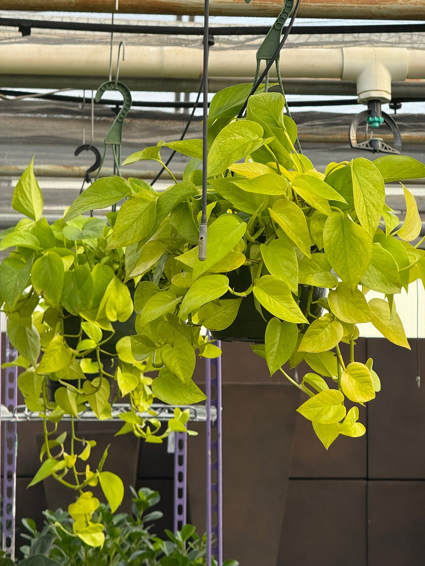 Tropicals Hanging Basket Bundle