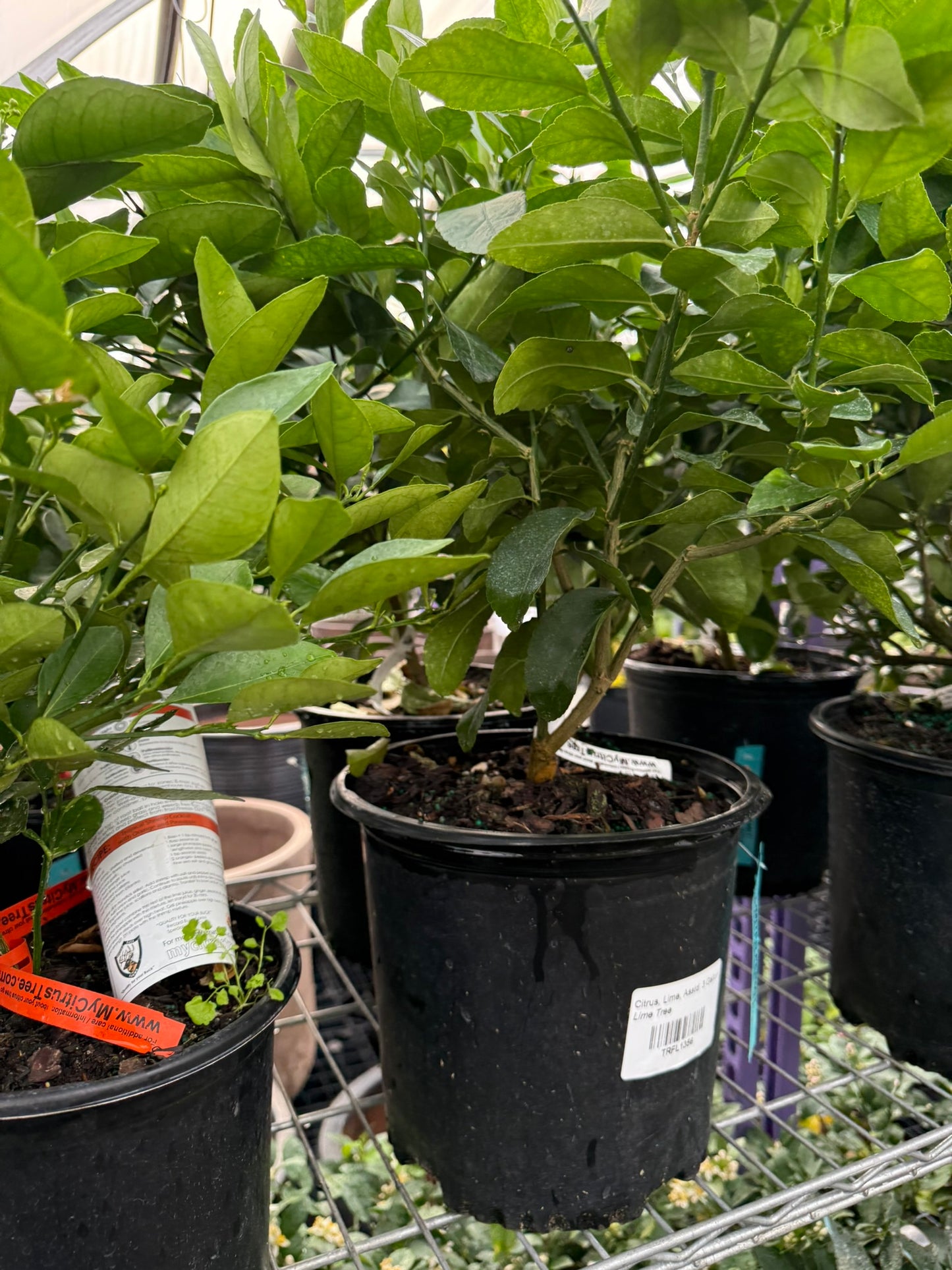 RedCrocus Citrus Lime Tree- Edible, Fragrant, Evergreen for Garden & Patio 10 Gallon