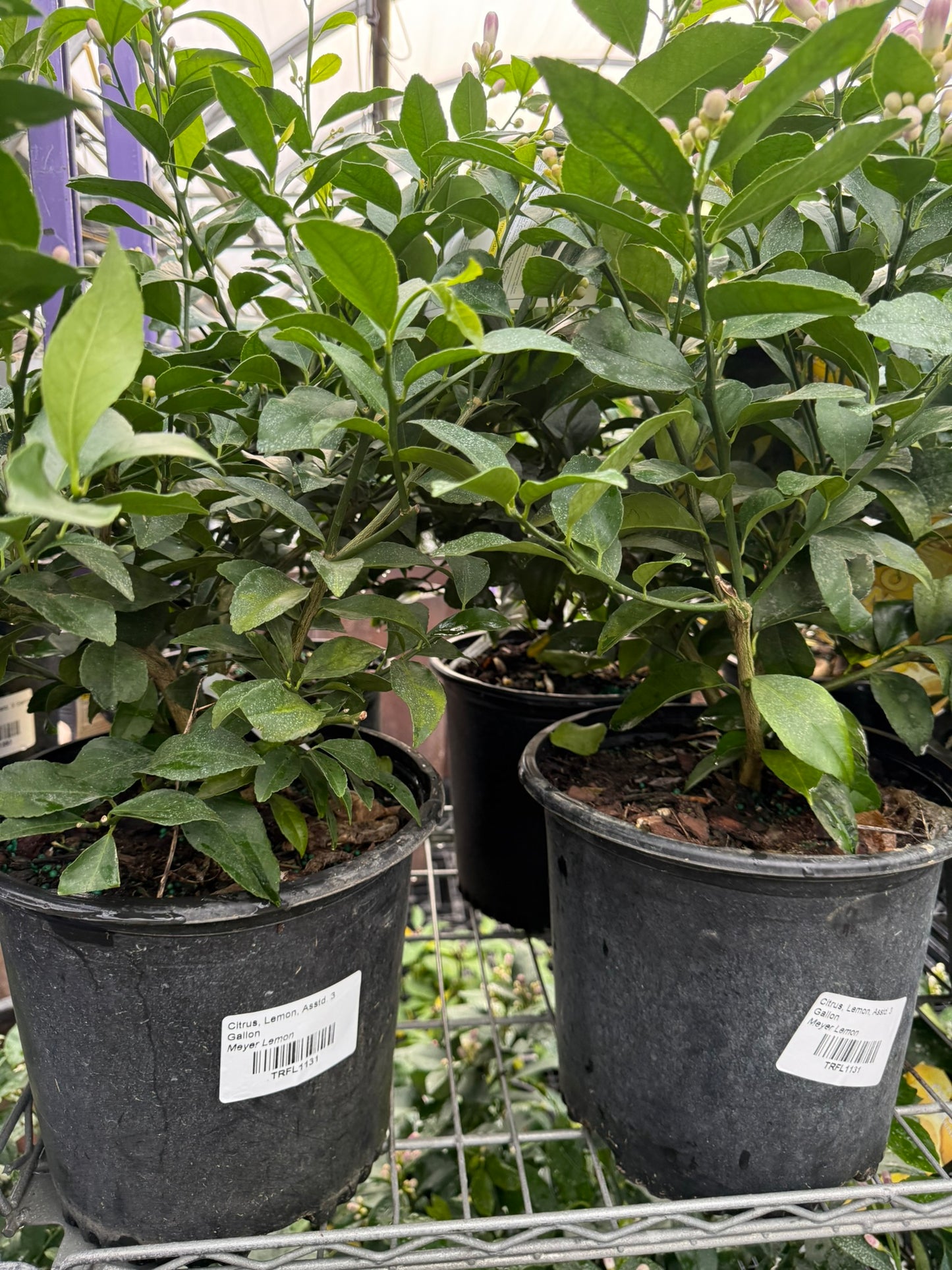 RedCrocus Citrus Lime Tree- Edible, Fragrant, Evergreen for Garden & Patio 10 Gallon