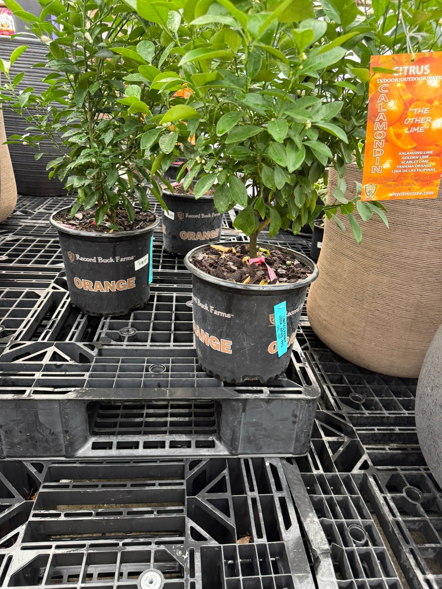 RedCrocus Meyer Lemon Tree- Compact Evergree Citrus for Containers and Gardens- Fragrant, Pollinator-Attracting, Pet Warning 2 Gallon Pot