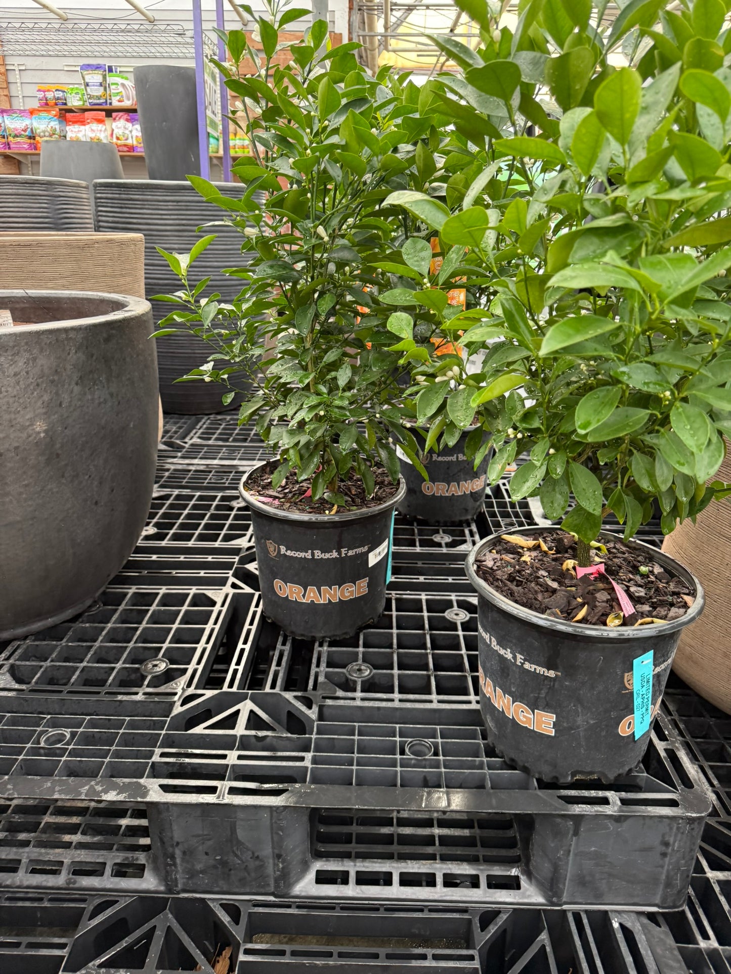 RedCrocus Citrus Lime Tree- Edible, Fragrant, Evergreen for Garden & Patio 10 Gallon