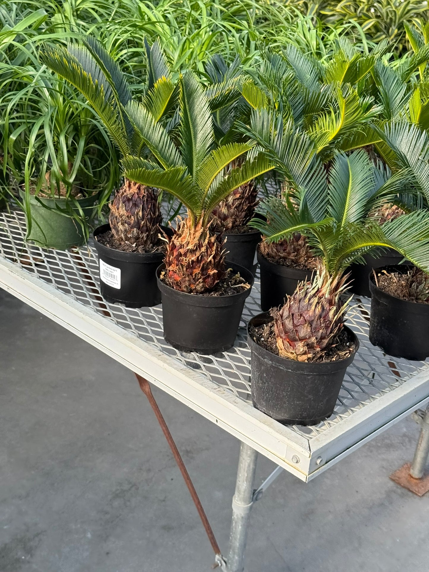 RedCrocus Sago Palm Cycas revoluta - Evergreen, Indoor & Outdoor Plant - Low Maintenance, Drought Tolerant, Ornamental Foliage - Garden & Container Use  6" Pot