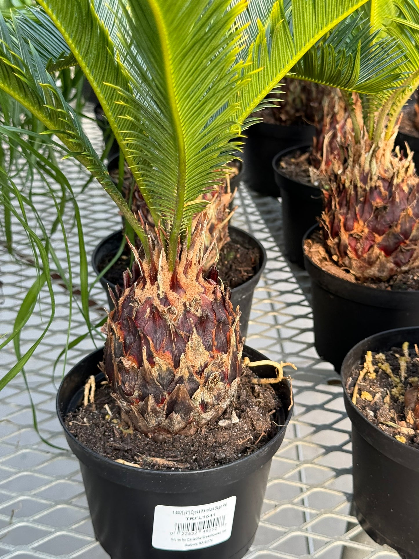 RedCrocus Sago Palm Cycas revoluta - Evergreen, Indoor & Outdoor Plant - Low Maintenance, Drought Tolerant, Ornamental Foliage - Garden & Container Use  6" Pot