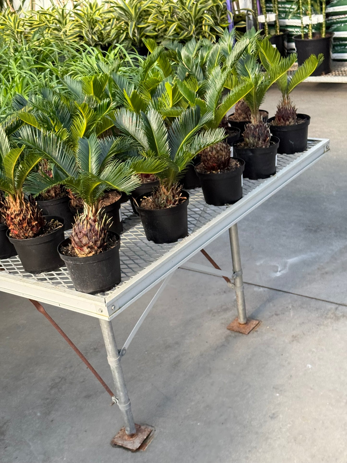 RedCrocus Sago Palm Cycas revoluta - Evergreen, Indoor & Outdoor Plant - Low Maintenance, Drought Tolerant, Ornamental Foliage - Garden & Container Use  6" Pot