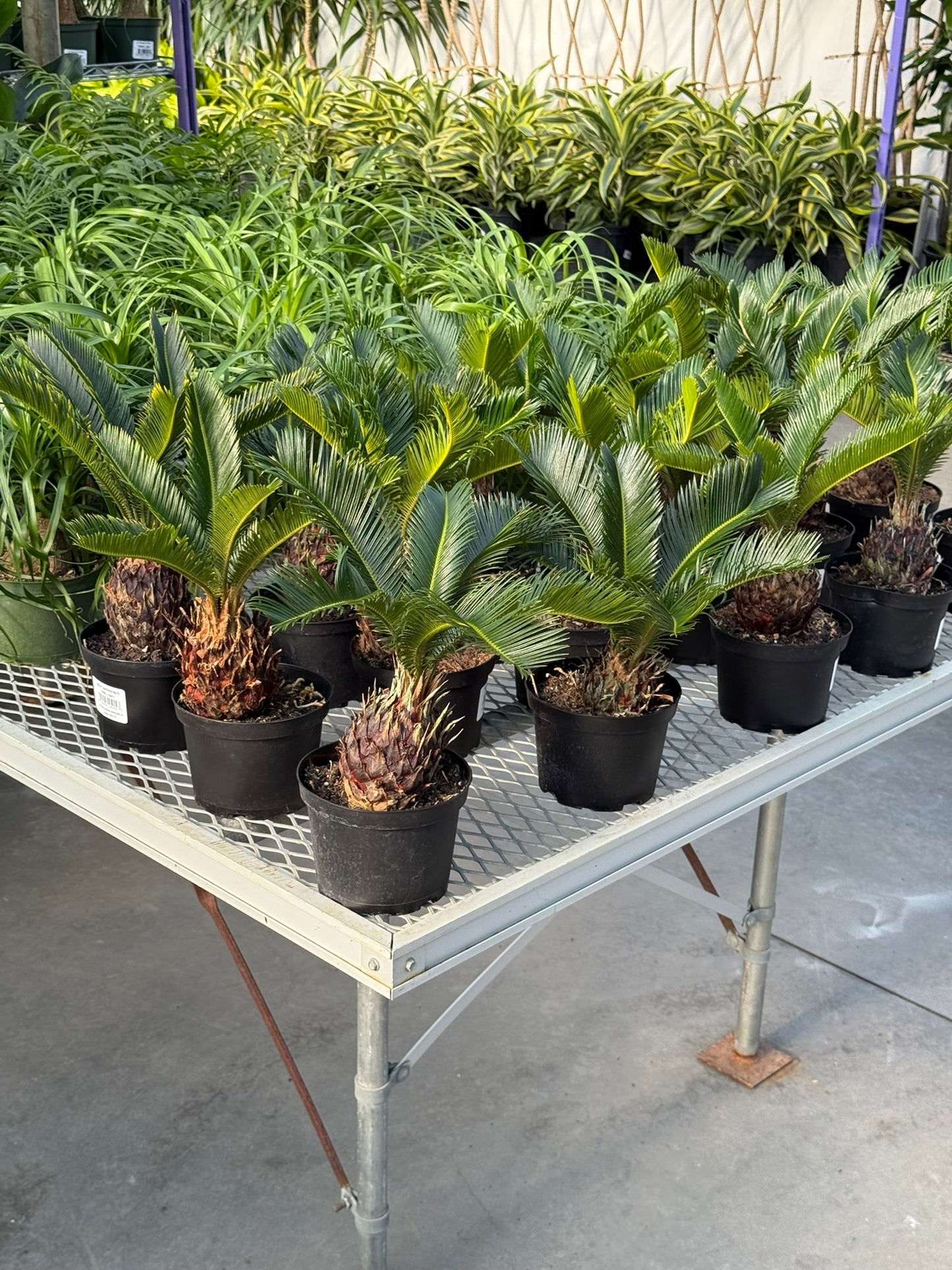 RedCrocus Sago Palm Cycas revoluta - Evergreen, Indoor & Outdoor Plant - Low Maintenance, Drought Tolerant, Ornamental Foliage - Garden & Container Use  6" Pot