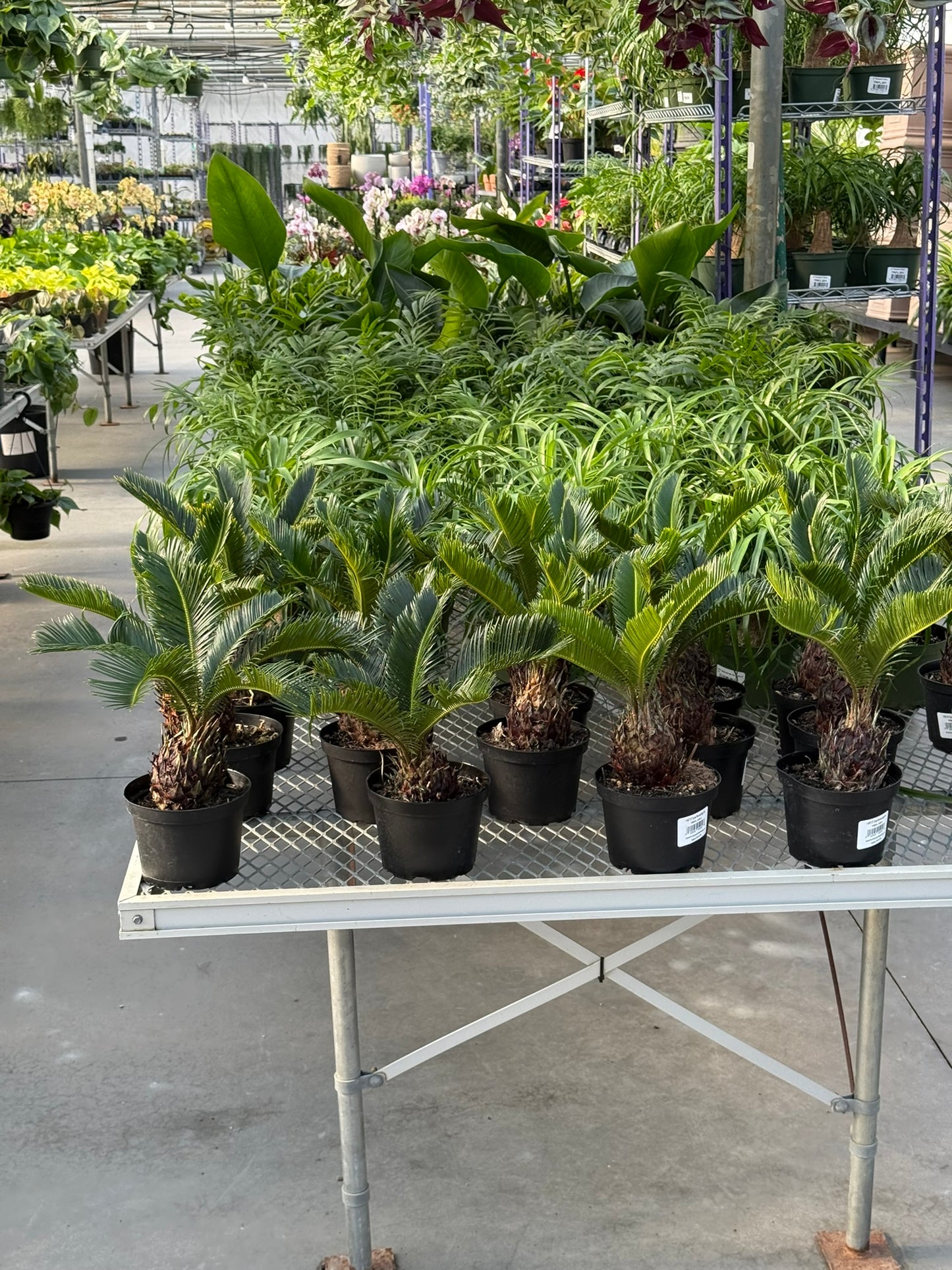 RedCrocus Sago Palm Cycas revoluta - Evergreen, Indoor & Outdoor Plant - Low Maintenance, Drought Tolerant, Ornamental Foliage - Garden & Container Use  6" Pot