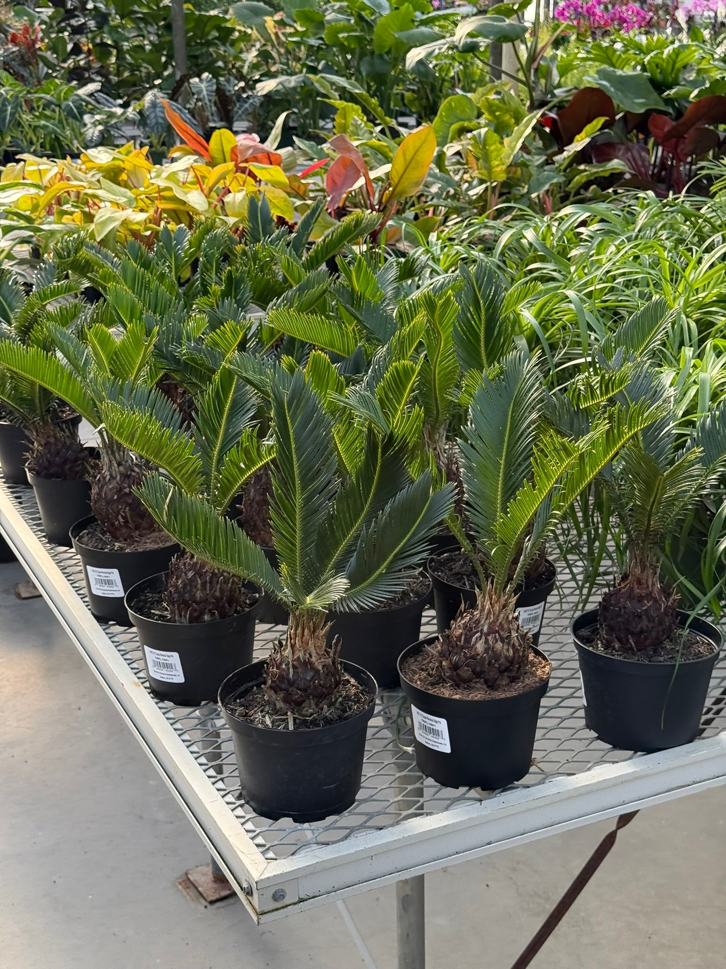 RedCrocus Sago Palm Cycas revoluta - Evergreen, Indoor & Outdoor Plant - Low Maintenance, Drought Tolerant, Ornamental Foliage - Garden & Container Use  6" Pot