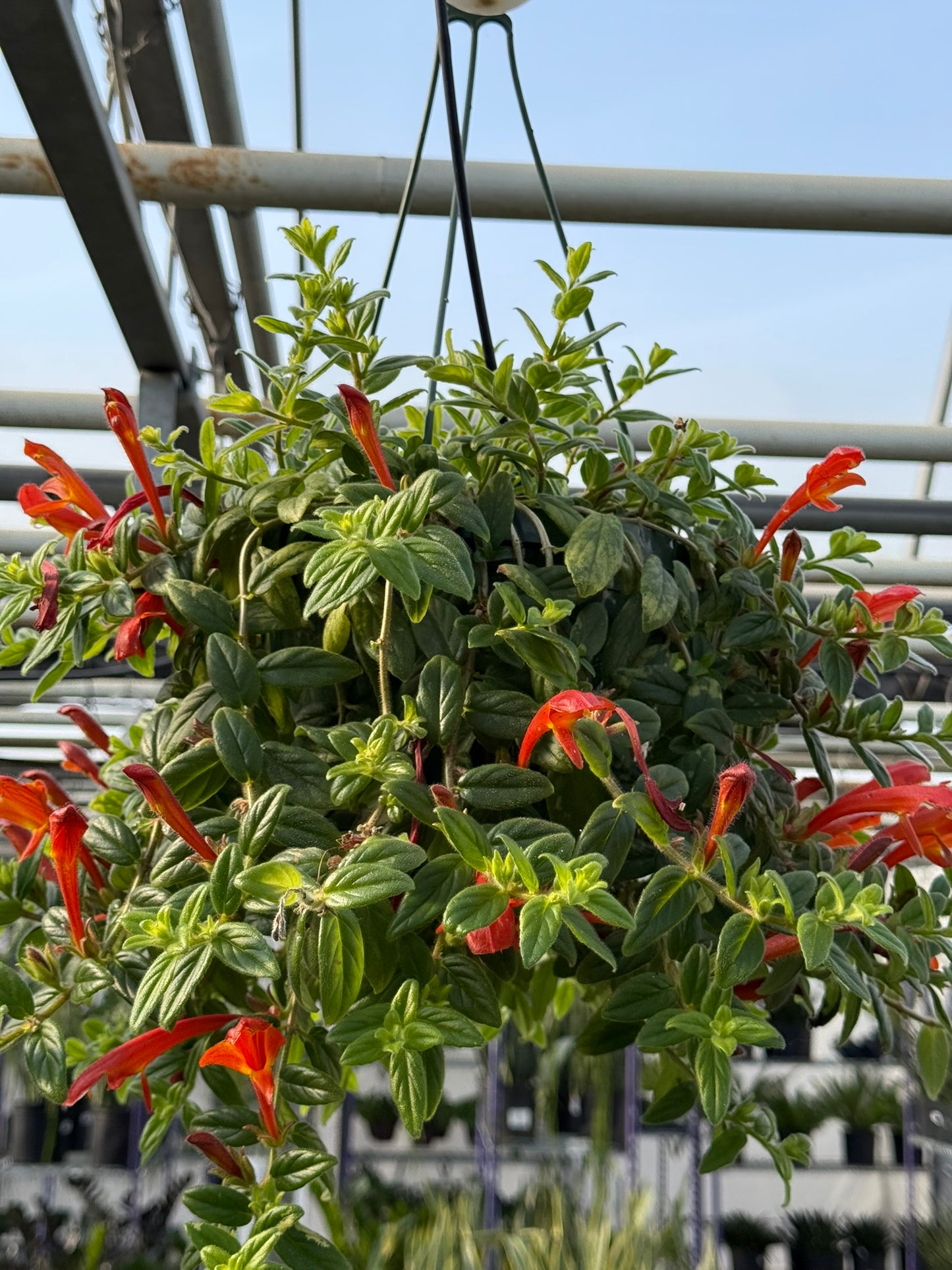 Tropicals Hanging Basket Bundle