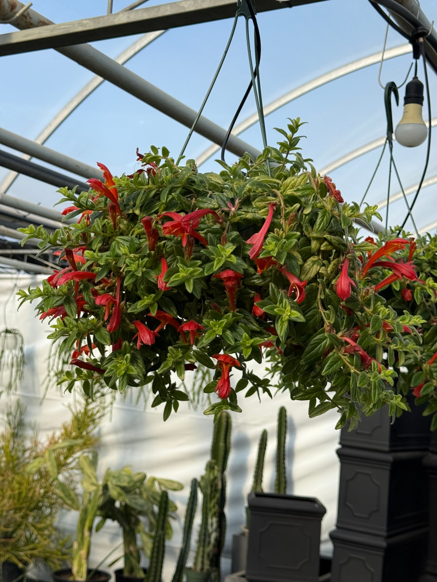 Tropicals Hanging Basket Bundle