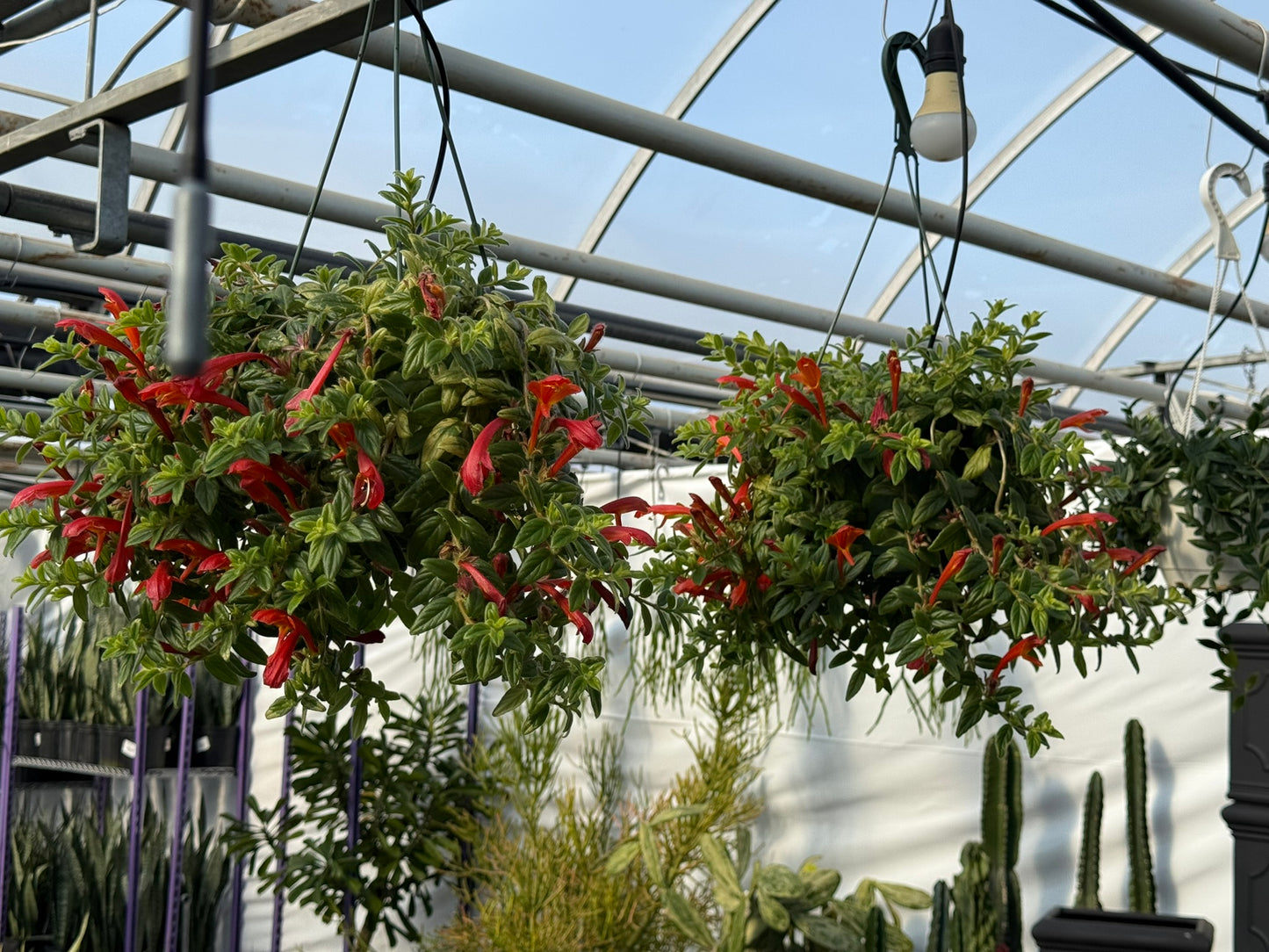 Tropicals Hanging Basket Bundle