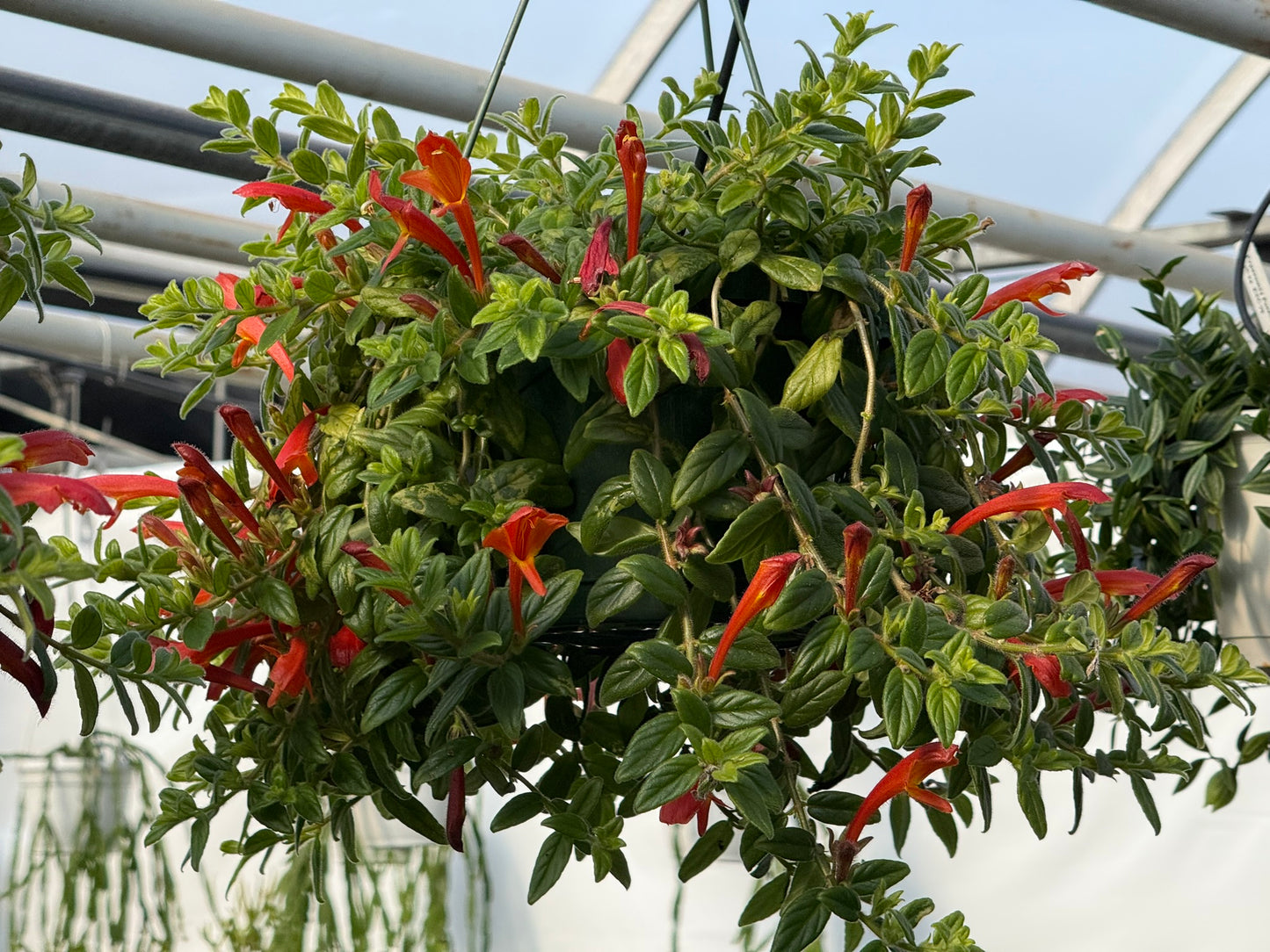 Tropicals Hanging Basket Bundle