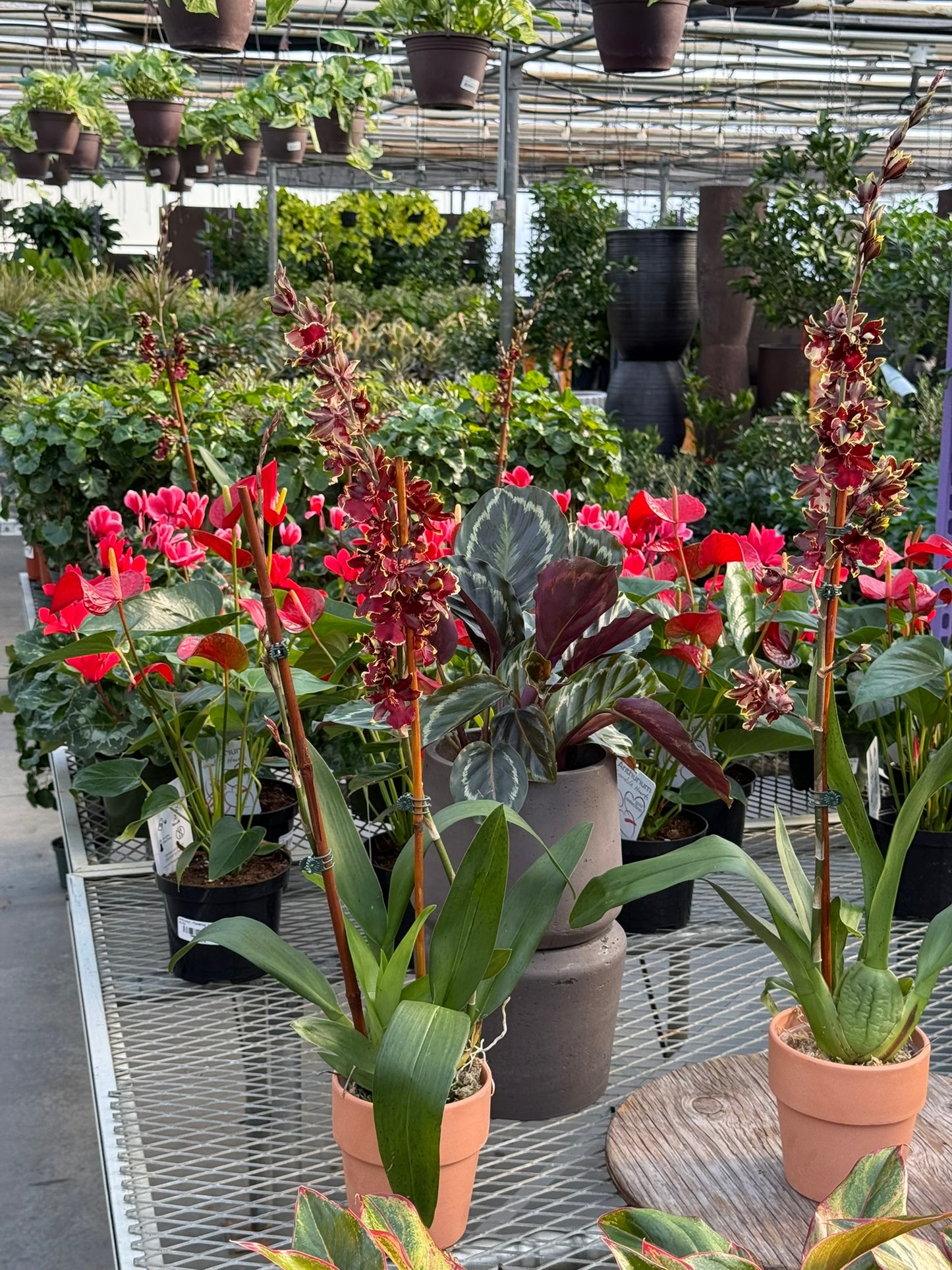 RedCrocus Dancing Lady Orchid | Oncidium, Assorted | Bright, Fragrant Blooms | Indoor & Outdoor Use | Pet-Toxic Warning | Well-Draining Orchid Mix 5" Pot