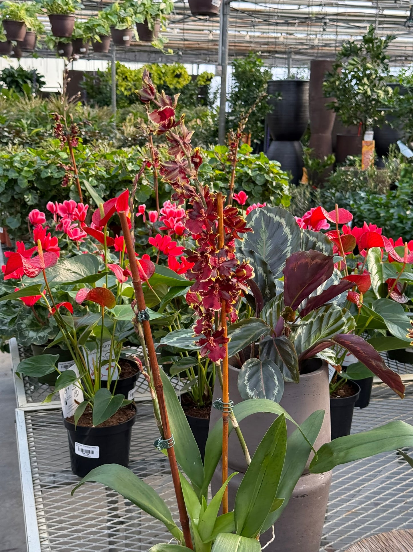 RedCrocus Dancing Lady Orchid | Oncidium, Assorted | Bright, Fragrant Blooms | Indoor & Outdoor Use | Pet-Toxic Warning | Well-Draining Orchid Mix 5" Pot