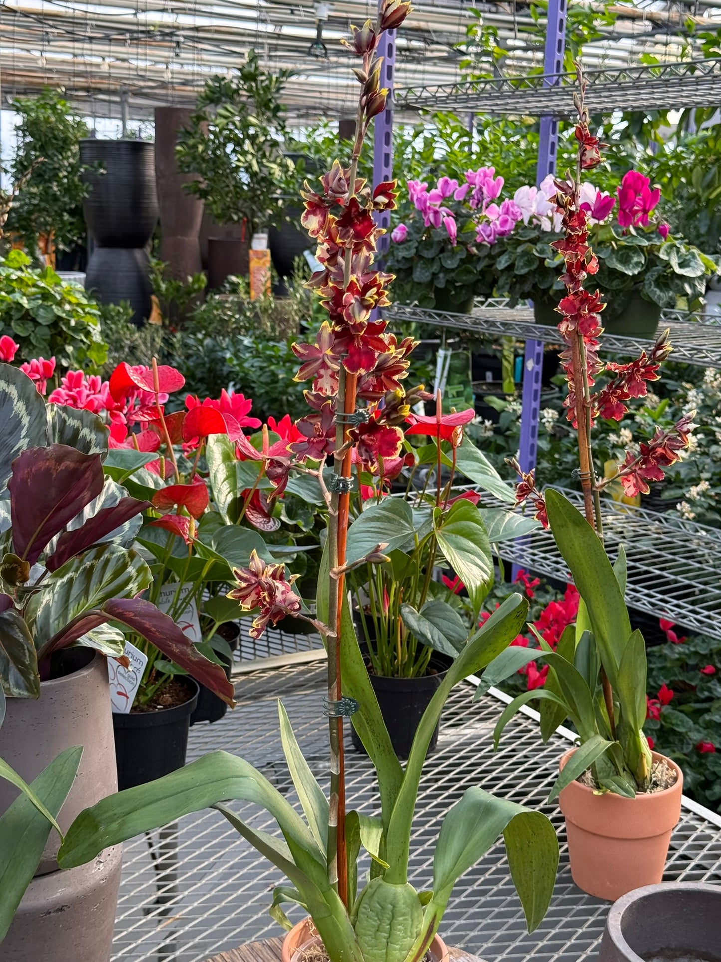 RedCrocus Dancing Lady Orchid | Oncidium, Assorted | Bright, Fragrant Blooms | Indoor & Outdoor Use | Pet-Toxic Warning | Well-Draining Orchid Mix 5" Pot