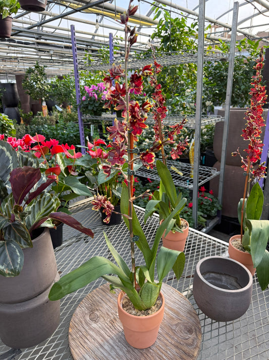 RedCrocus Dancing Lady Orchid | Oncidium, Assorted | Bright, Fragrant Blooms | Indoor & Outdoor Use | Pet-Toxic Warning | Well-Draining Orchid Mix 5" Pot