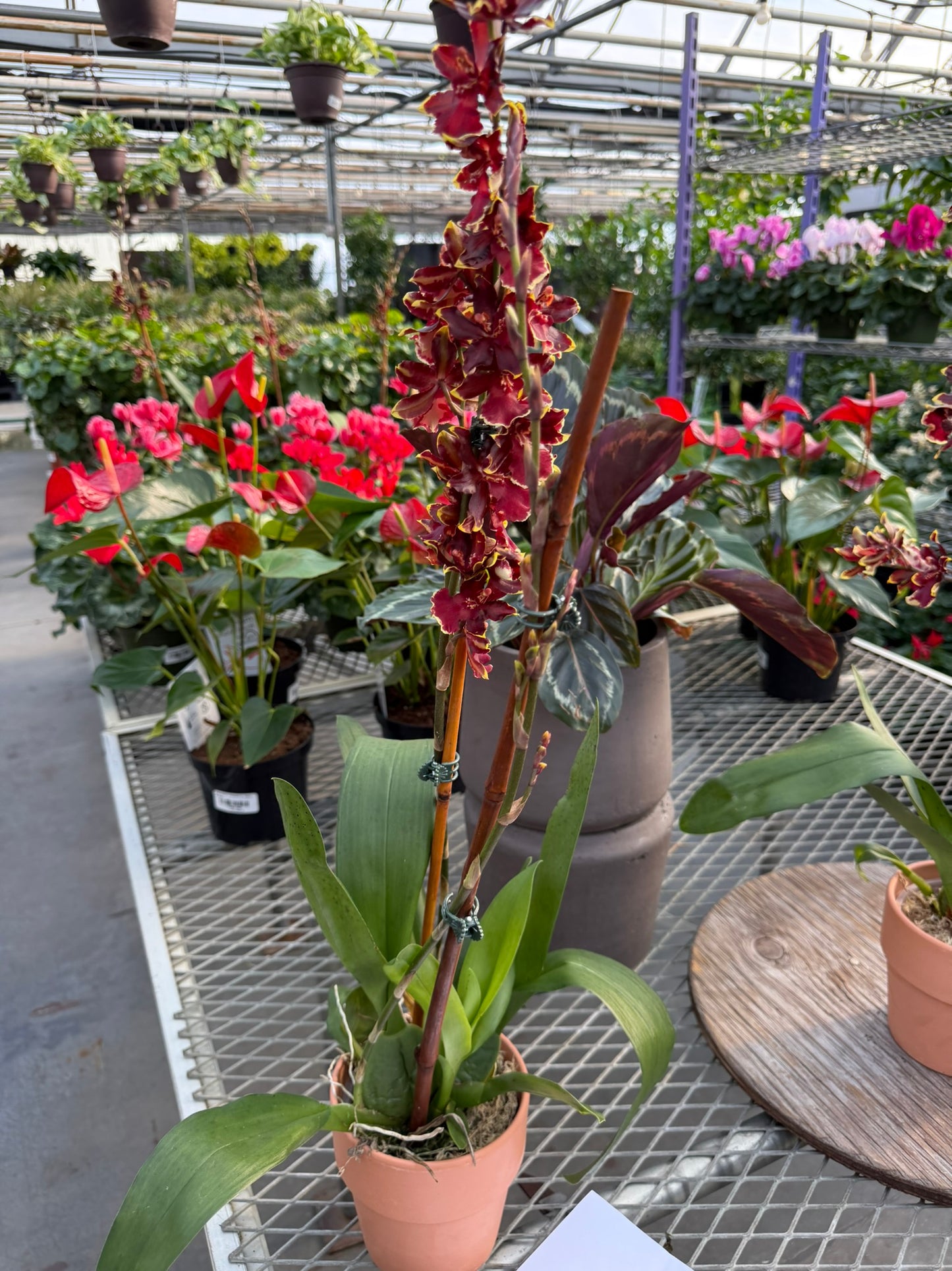 RedCrocus Dancing Lady Orchid | Oncidium, Assorted | Bright, Fragrant Blooms | Indoor & Outdoor Use | Pet-Toxic Warning | Well-Draining Orchid Mix 5" Pot