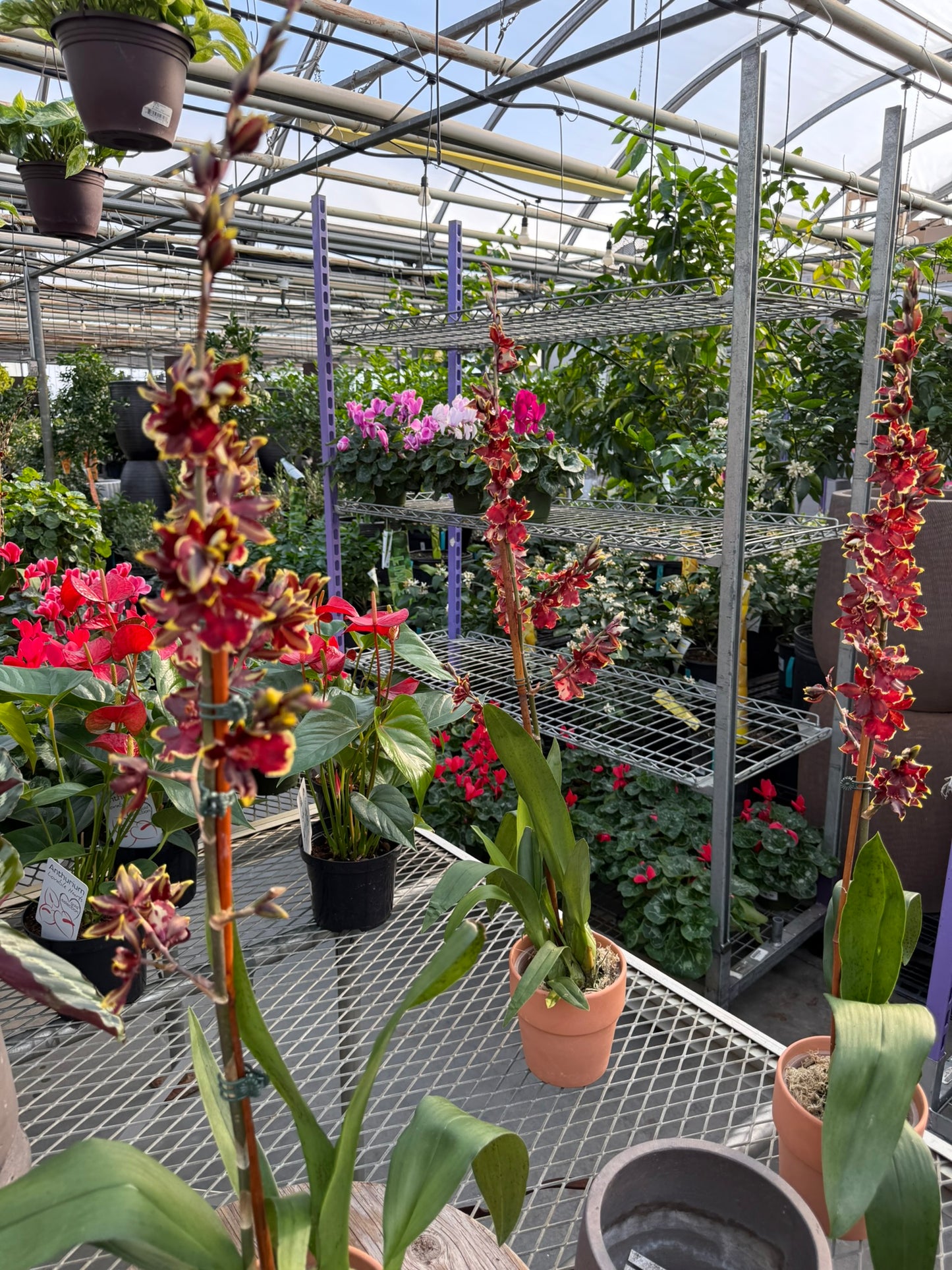 RedCrocus Dancing Lady Orchid | Oncidium, Assorted | Bright, Fragrant Blooms | Indoor & Outdoor Use | Pet-Toxic Warning | Well-Draining Orchid Mix 5" Pot