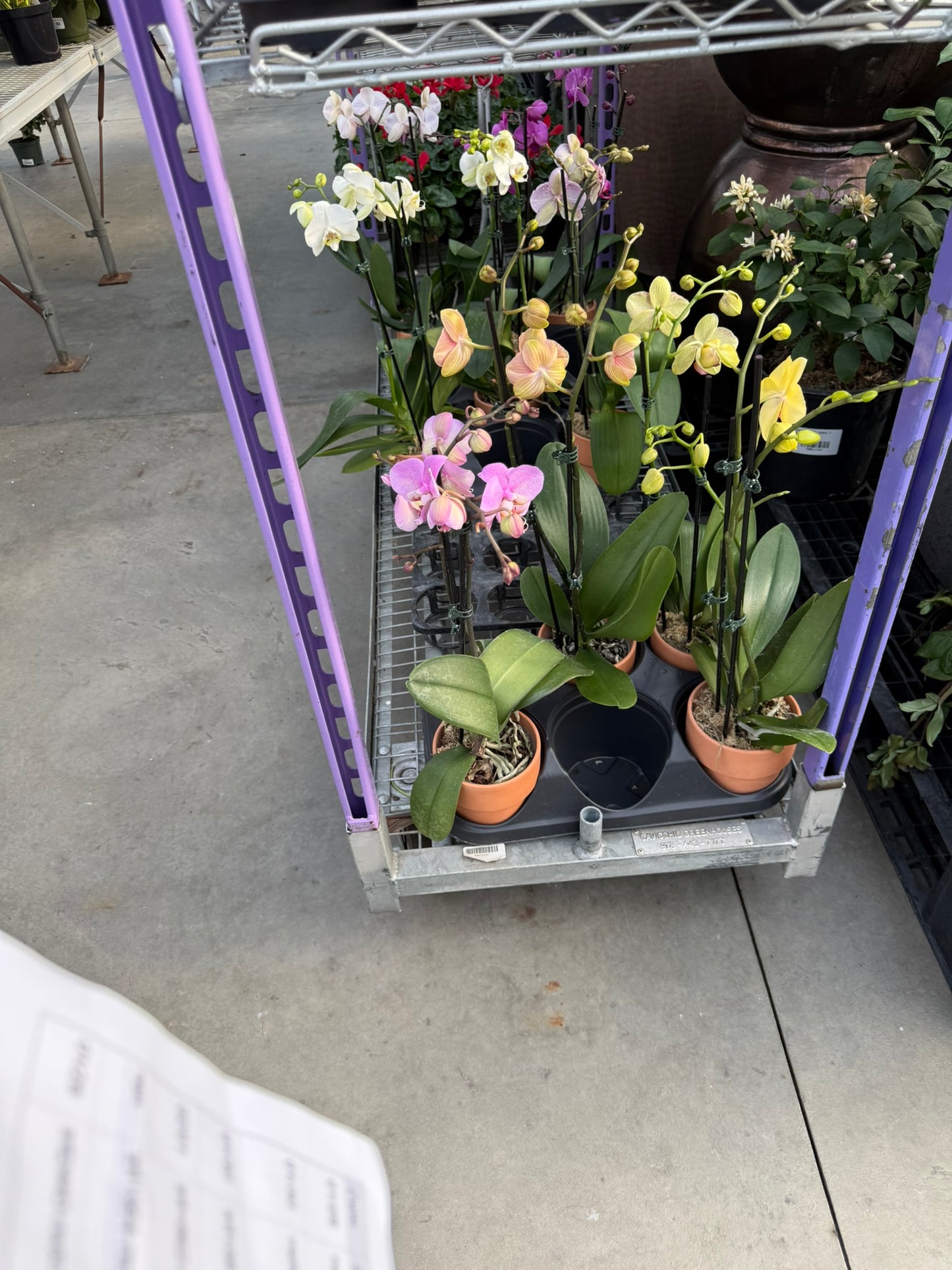 RedCrocus Moth Orchid Phalaenopsis in Deco Pot | Indoor Flowering Plant | Elegant, Long-Lasting Blooms | Easy Care, Pollinator Attraction | Suitable for Decor & Gifts 5" Pot