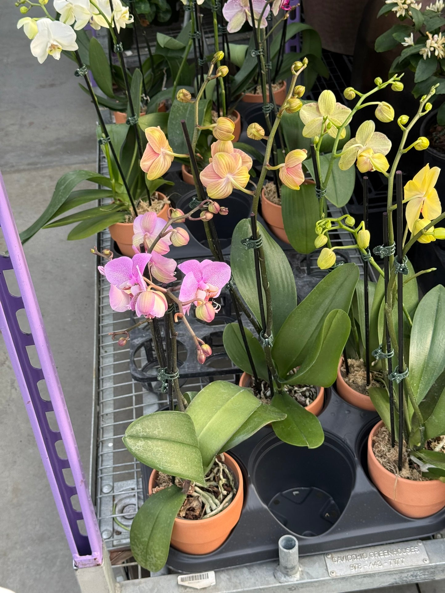 RedCrocus Moth Orchid Phalaenopsis in Deco Pot | Indoor Flowering Plant | Elegant, Long-Lasting Blooms | Easy Care, Pollinator Attraction | Suitable for Decor & Gifts 5" Pot