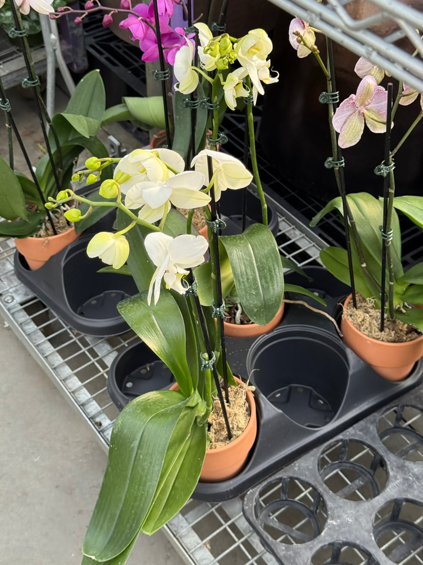 RedCrocus Moth Orchid Phalaenopsis in Deco Pot | Indoor Flowering Plant | Elegant, Long-Lasting Blooms | Easy Care, Pollinator Attraction | Suitable for Decor & Gifts 5" Pot