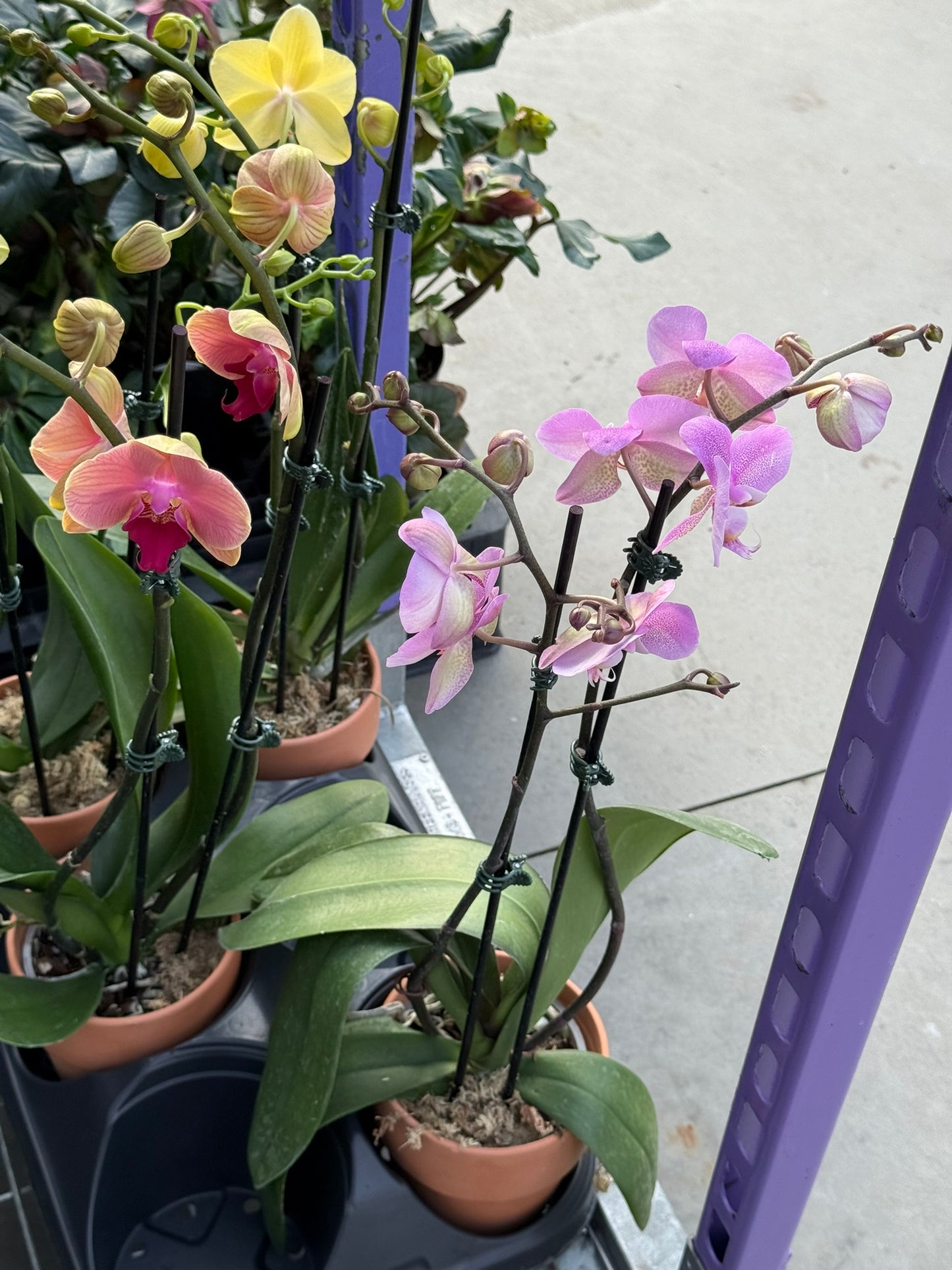 RedCrocus Moth Orchid Phalaenopsis in Deco Pot | Indoor Flowering Plant | Elegant, Long-Lasting Blooms | Easy Care, Pollinator Attraction | Suitable for Decor & Gifts 5" Pot