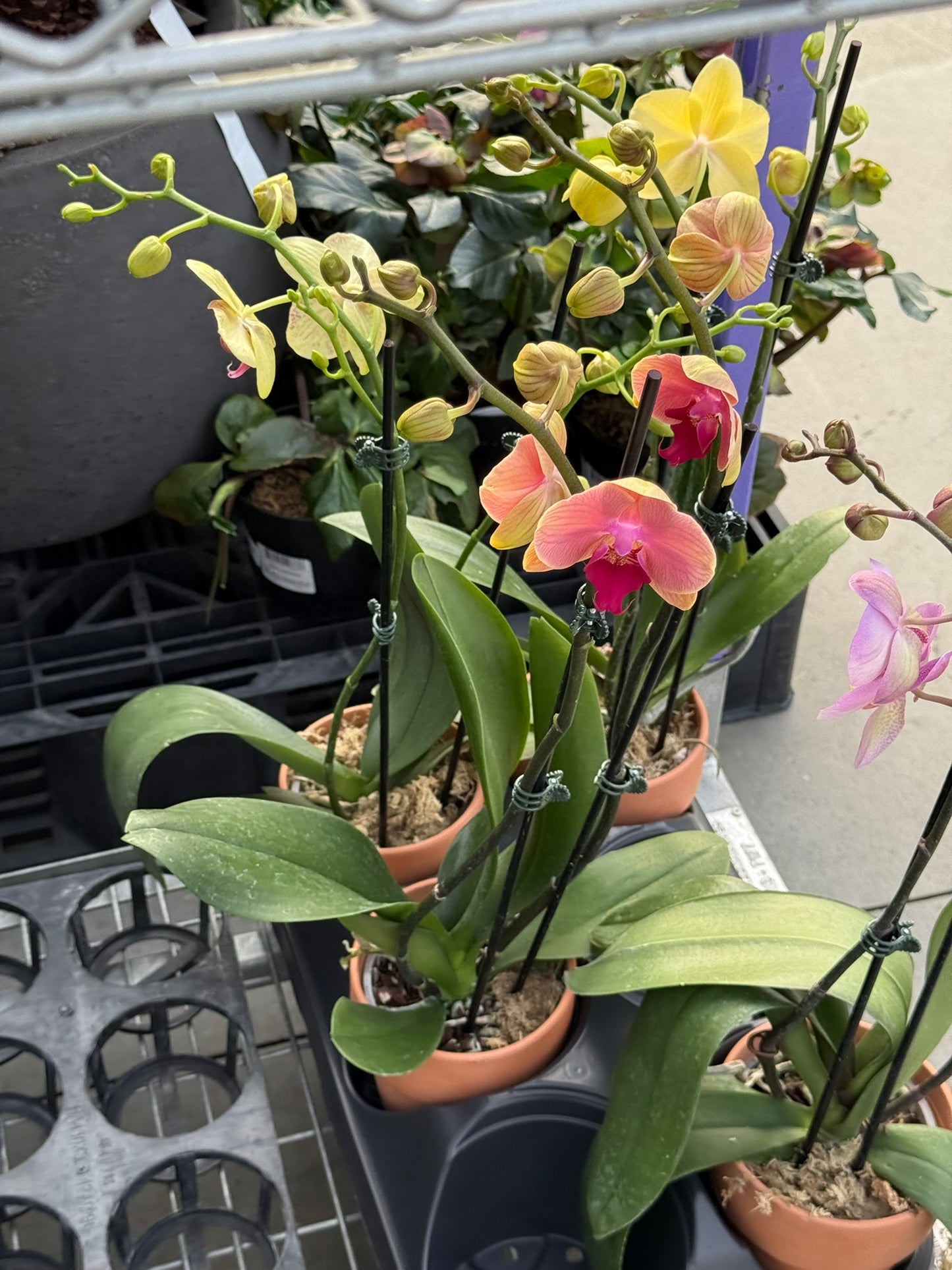 RedCrocus Moth Orchid Phalaenopsis in Deco Pot | Indoor Flowering Plant | Elegant, Long-Lasting Blooms | Easy Care, Pollinator Attraction | Suitable for Decor & Gifts 5" Pot