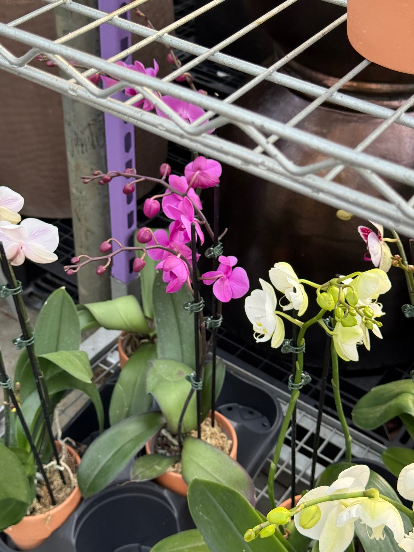 RedCrocus Moth Orchid Phalaenopsis in Deco Pot | Indoor Flowering Plant | Elegant, Long-Lasting Blooms | Easy Care, Pollinator Attraction | Suitable for Decor & Gifts 5" Pot