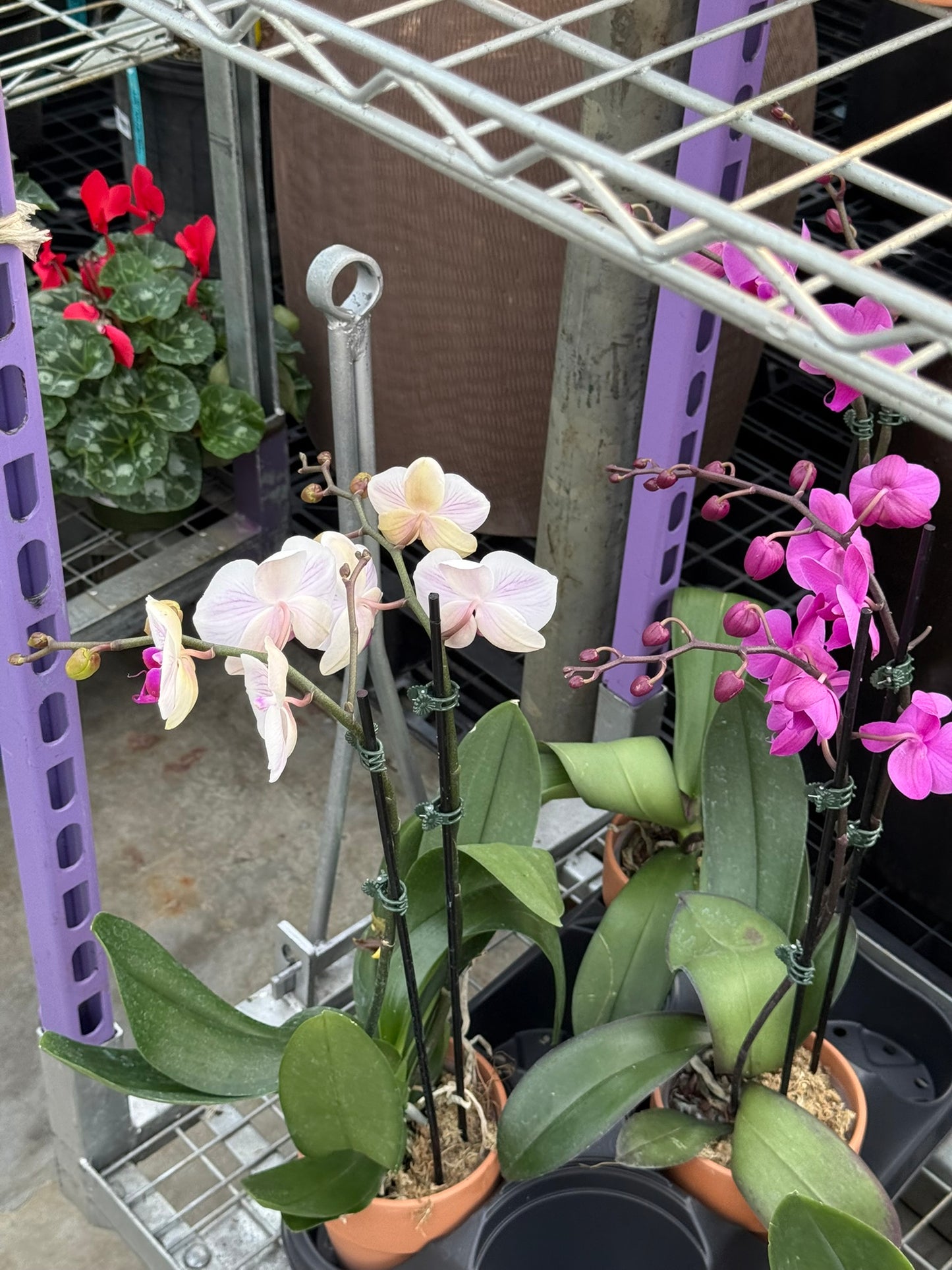 RedCrocus Moth Orchid Phalaenopsis in Deco Pot | Indoor Flowering Plant | Elegant, Long-Lasting Blooms | Easy Care, Pollinator Attraction | Suitable for Decor & Gifts 5" Pot