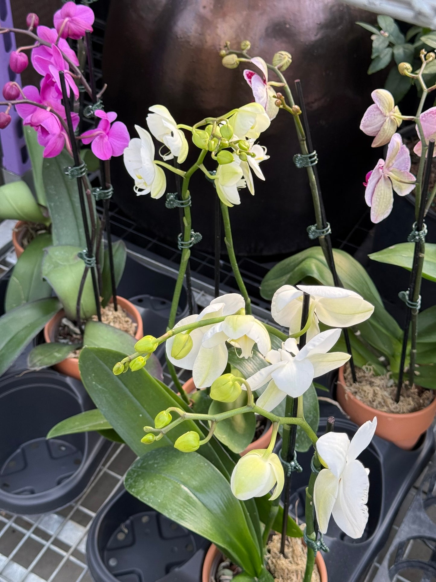 RedCrocus Moth Orchid Phalaenopsis in Deco Pot | Indoor Flowering Plant | Elegant, Long-Lasting Blooms | Easy Care, Pollinator Attraction | Suitable for Decor & Gifts 5" Pot
