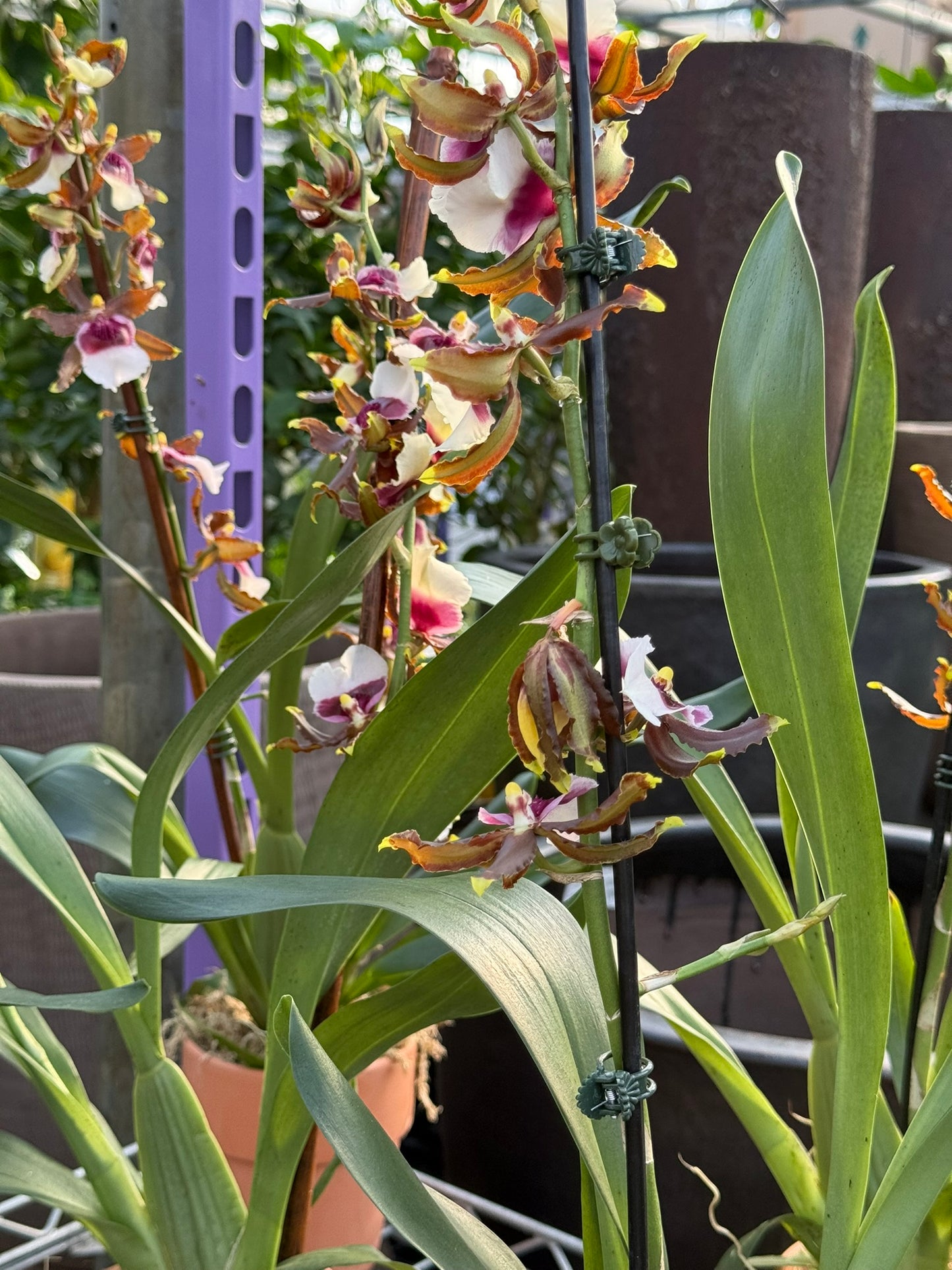 RedCrocus Dancing Lady Orchid | Oncidium, Assorted | Bright, Fragrant Blooms | Indoor & Outdoor Use | Pet-Toxic Warning | Well-Draining Orchid Mix 5" Pot