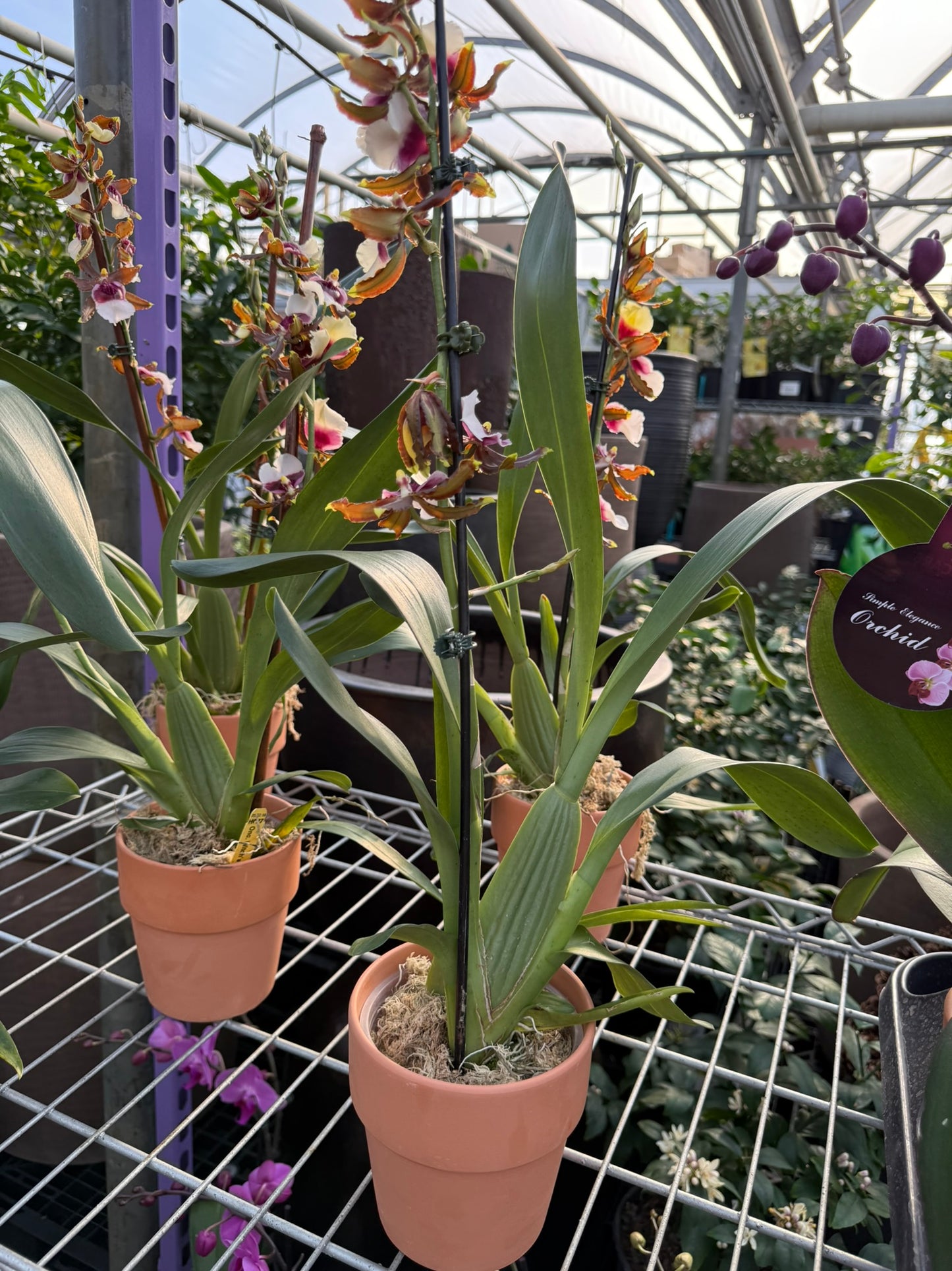 RedCrocus Dancing Lady Orchid | Oncidium, Assorted | Bright, Fragrant Blooms | Indoor & Outdoor Use | Pet-Toxic Warning | Well-Draining Orchid Mix 5" Pot