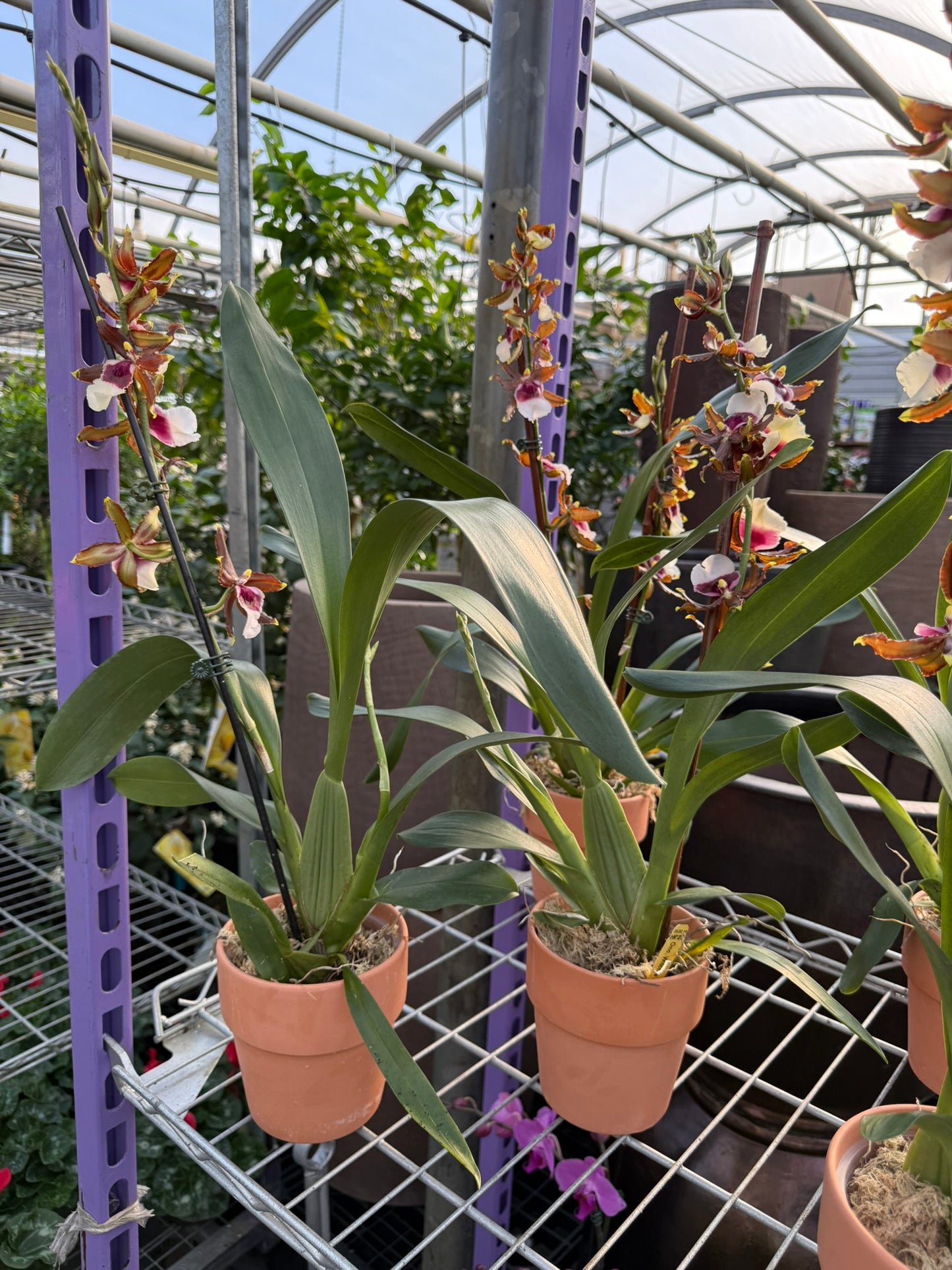 RedCrocus Dancing Lady Orchid | Oncidium, Assorted | Bright, Fragrant Blooms | Indoor & Outdoor Use | Pet-Toxic Warning | Well-Draining Orchid Mix 5" Pot