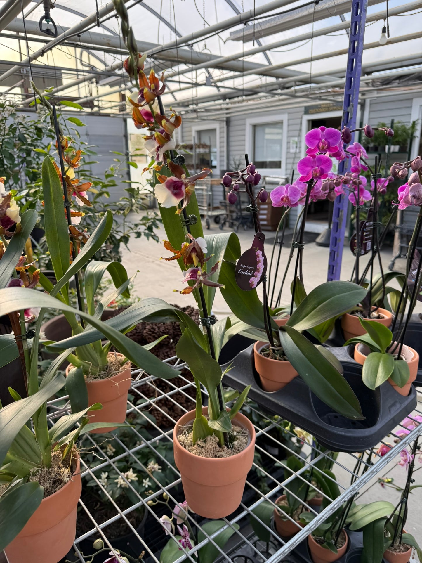 RedCrocus Moth Orchid Phalaenopsis in Deco Pot | Indoor Flowering Plant | Elegant, Long-Lasting Blooms | Easy Care, Pollinator Attraction | Suitable for Decor & Gifts 5" Pot