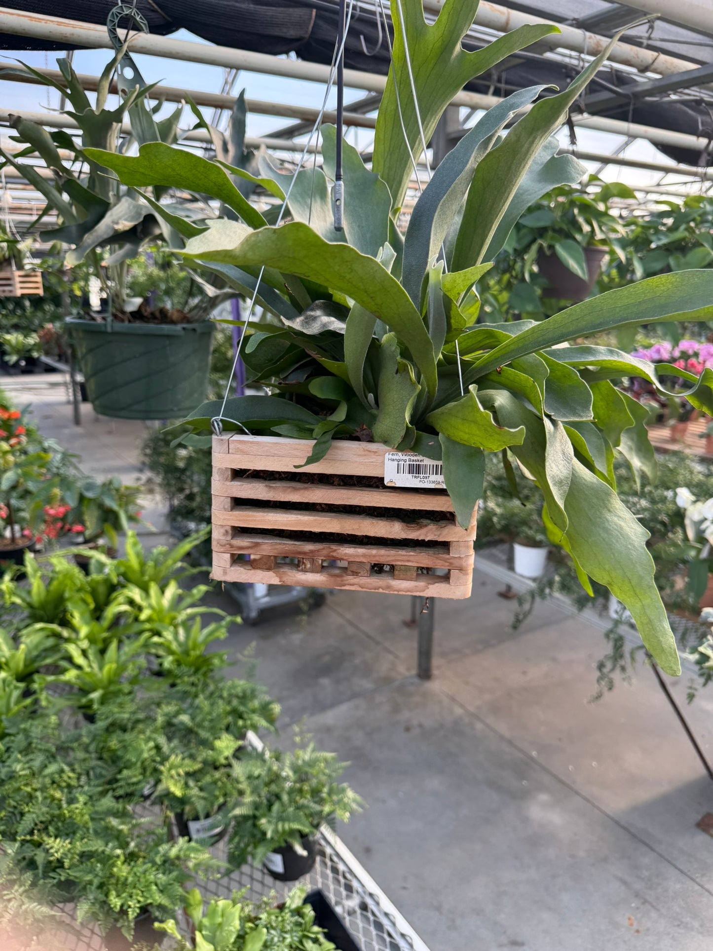 Tropicals Hanging Basket Bundle