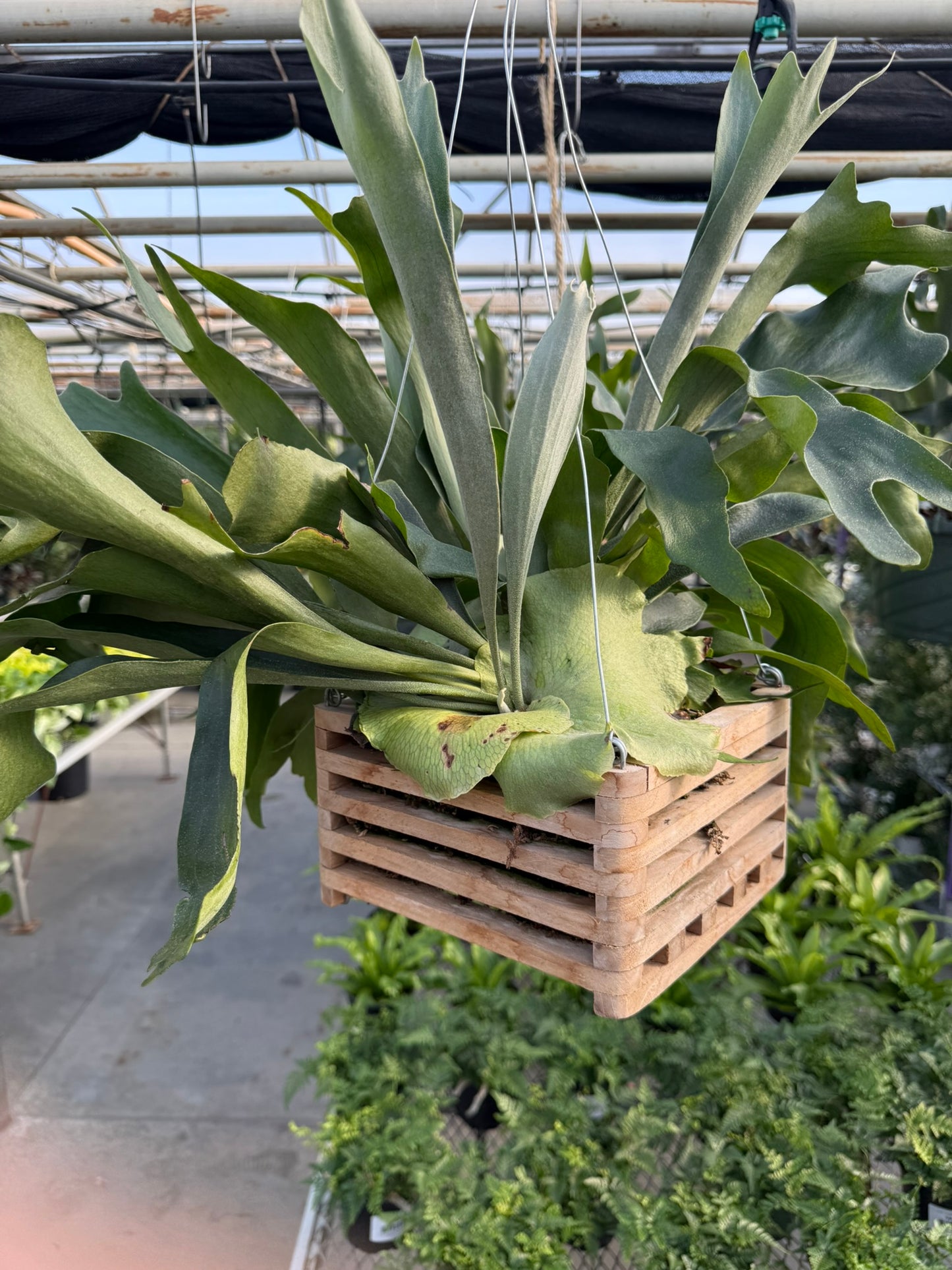 Tropicals Hanging Basket Bundle