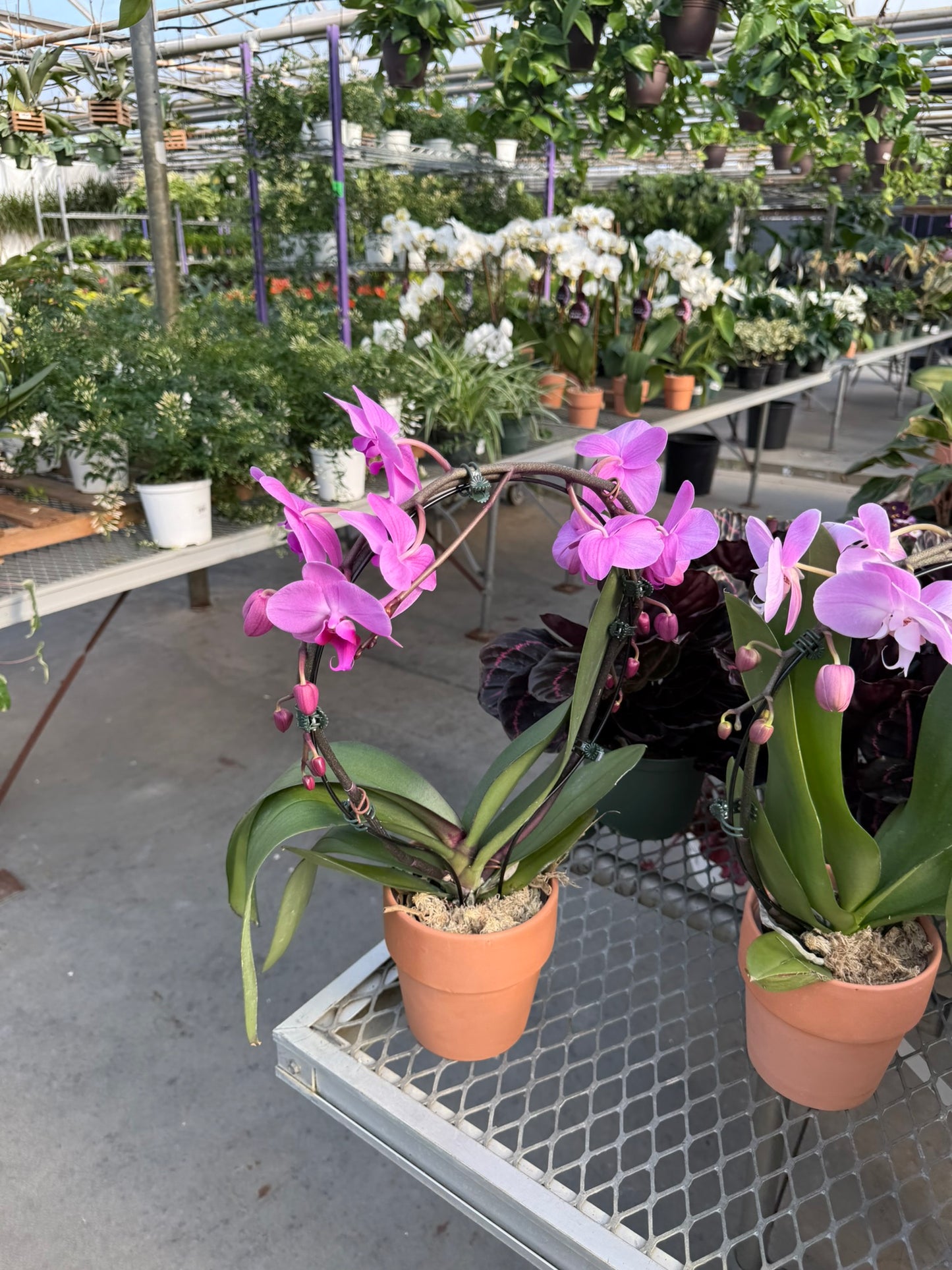 RedCrocus Moth Orchid | Phalaenopsis amabilis | Elegant Indoor Plant for Shade & Decor | Pet Toxicity Warning Included 5" Pot