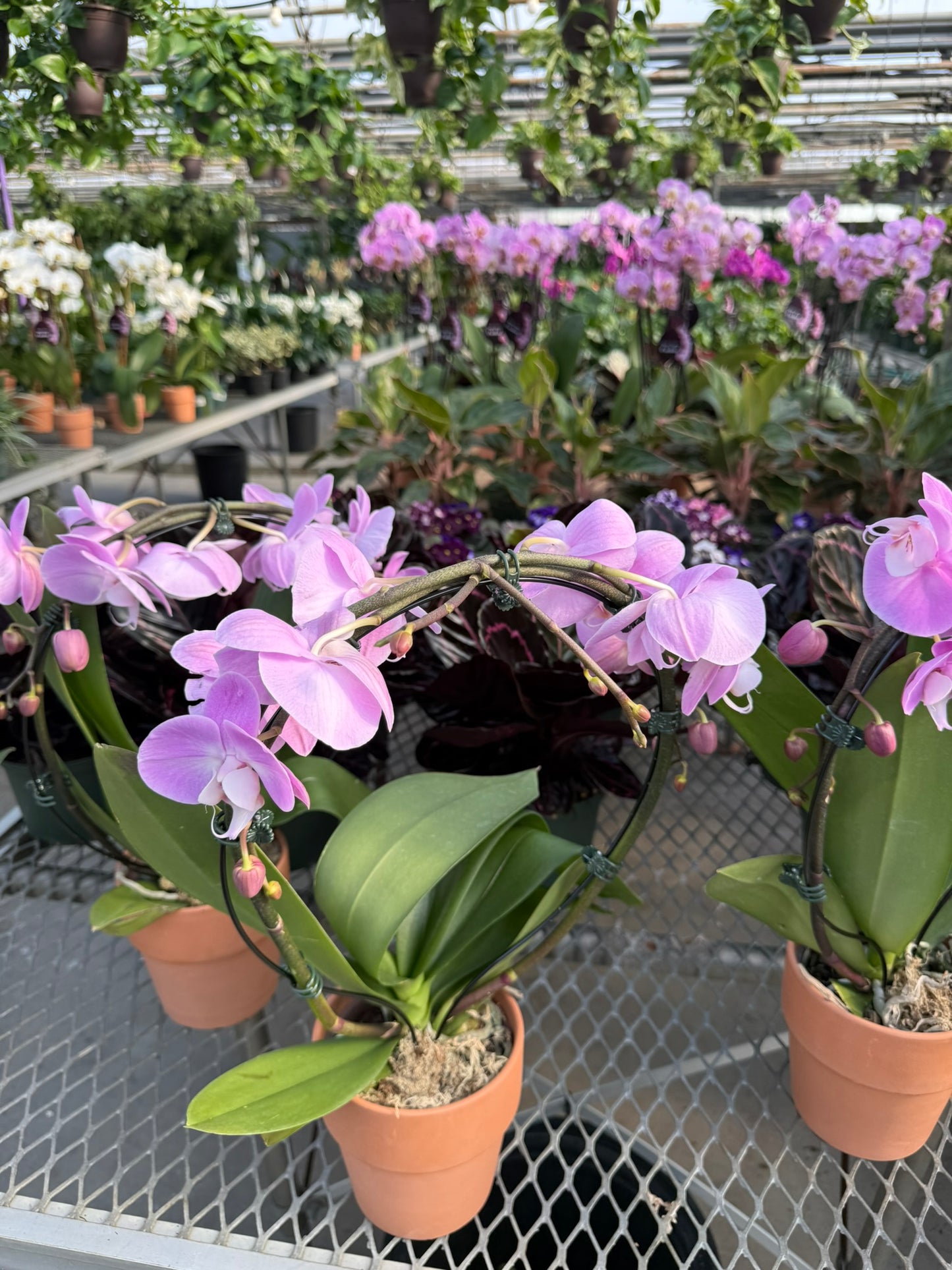 RedCrocus Moth Orchid Phalaenopsis in Deco Pot | Indoor Flowering Plant | Elegant, Long-Lasting Blooms | Easy Care, Pollinator Attraction | Suitable for Decor & Gifts 5" Pot