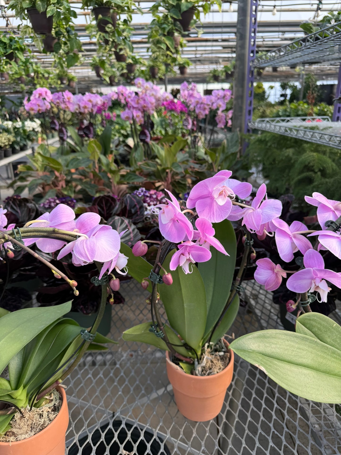 RedCrocus Moth Orchid | Phalaenopsis amabilis | Elegant Indoor Plant for Shade & Decor | Pet Toxicity Warning Included 5" Pot