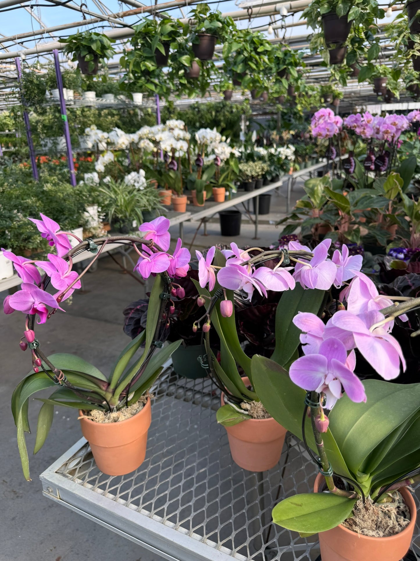 RedCrocus Moth Orchid | Phalaenopsis amabilis | Elegant Indoor Plant for Shade & Decor | Pet Toxicity Warning Included 5" Pot