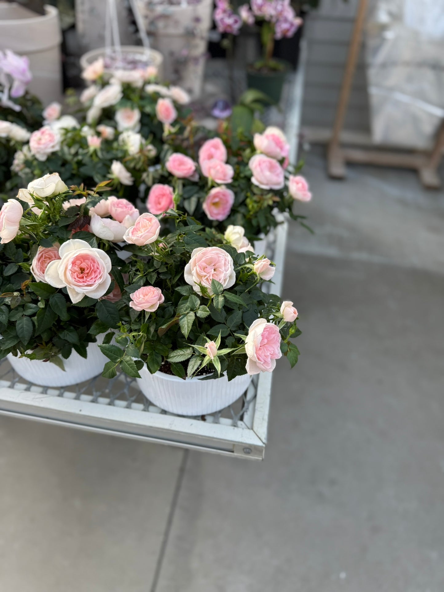 Tropicals Hanging Basket Bundle