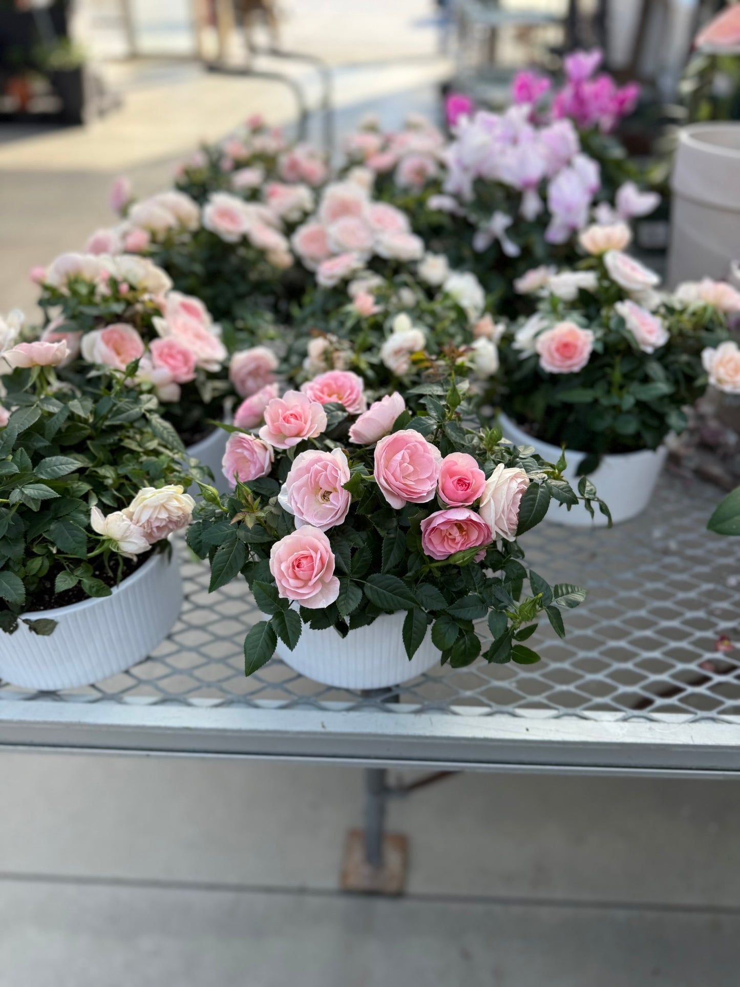 Tropicals Hanging Basket Bundle
